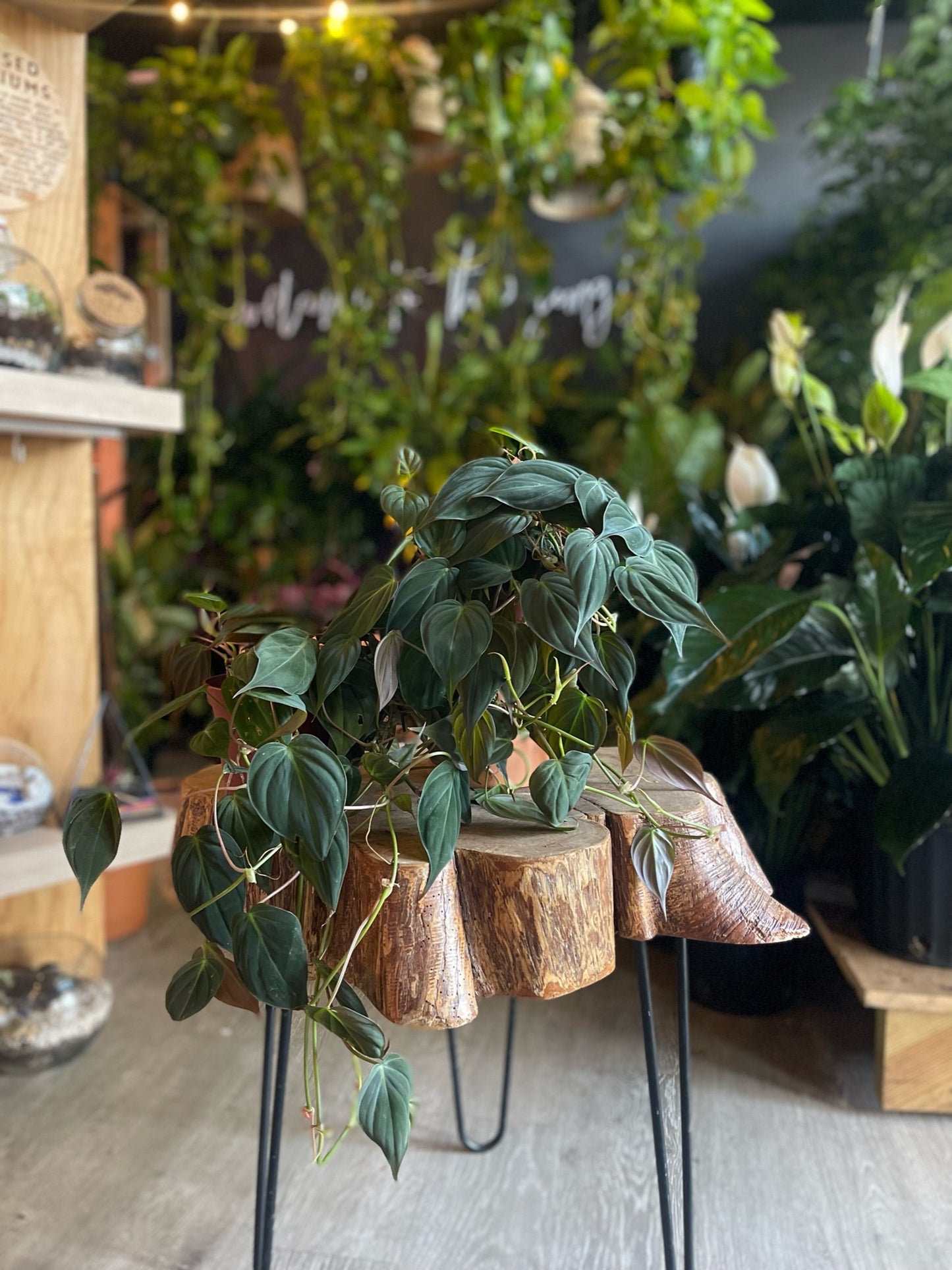 Philodendron Micans 6”