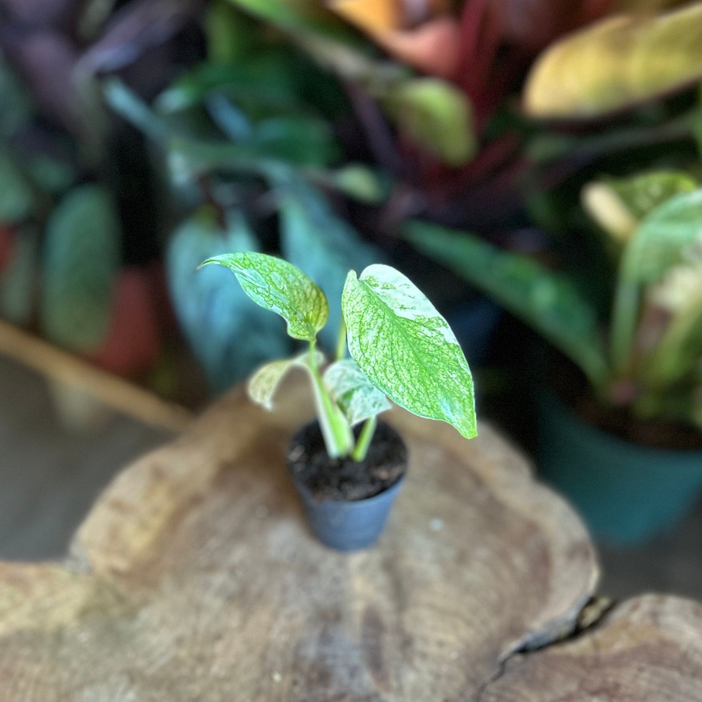 Monstera White Monster 2"