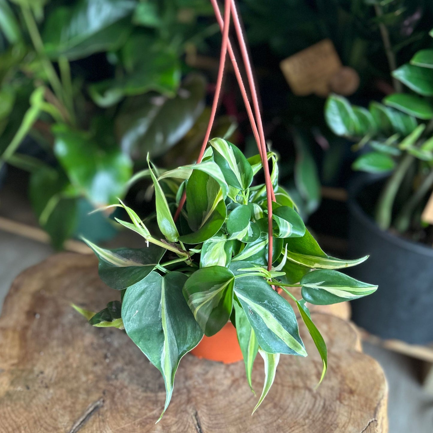 Philodendron Rio 6” HB