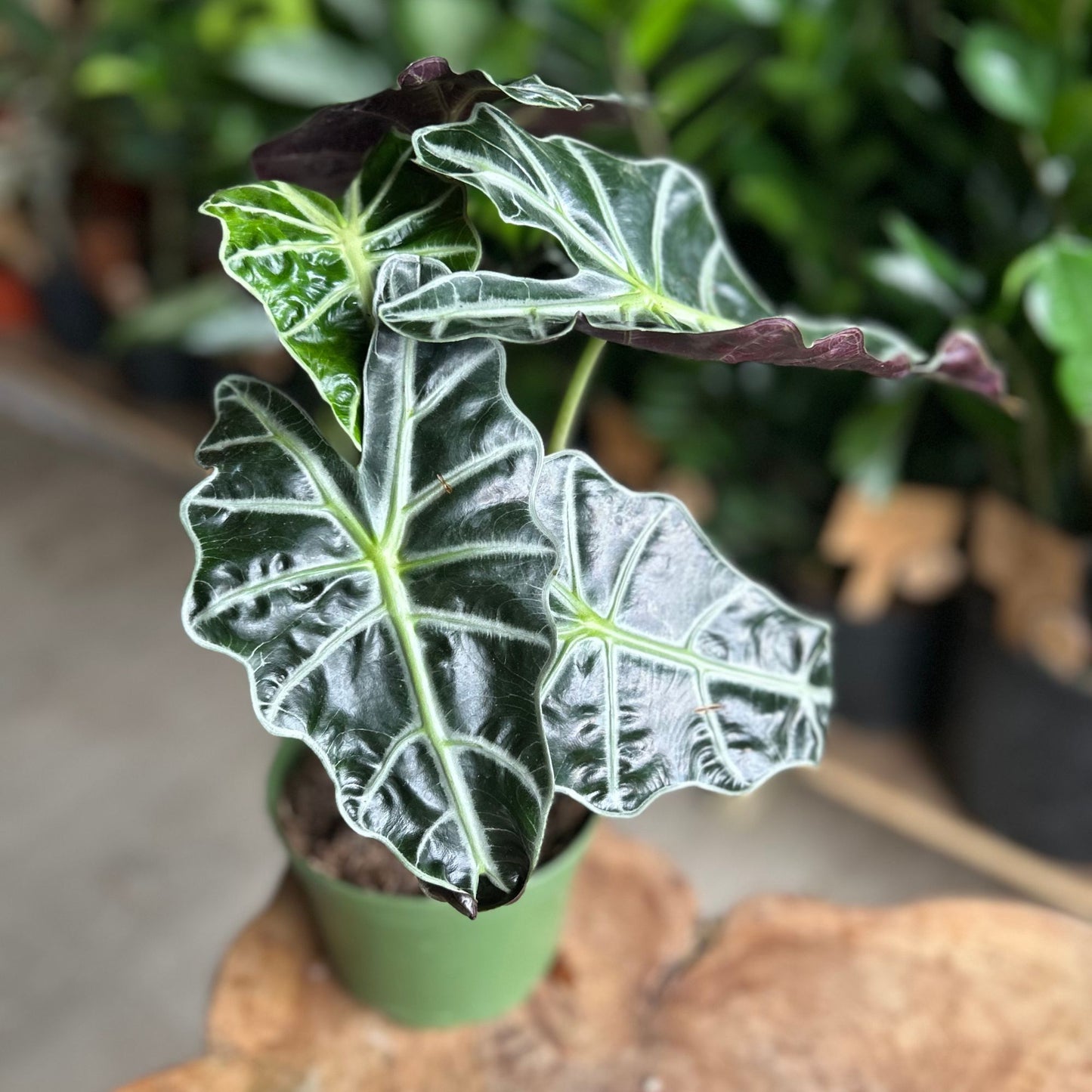 Alocasia Polly 6”