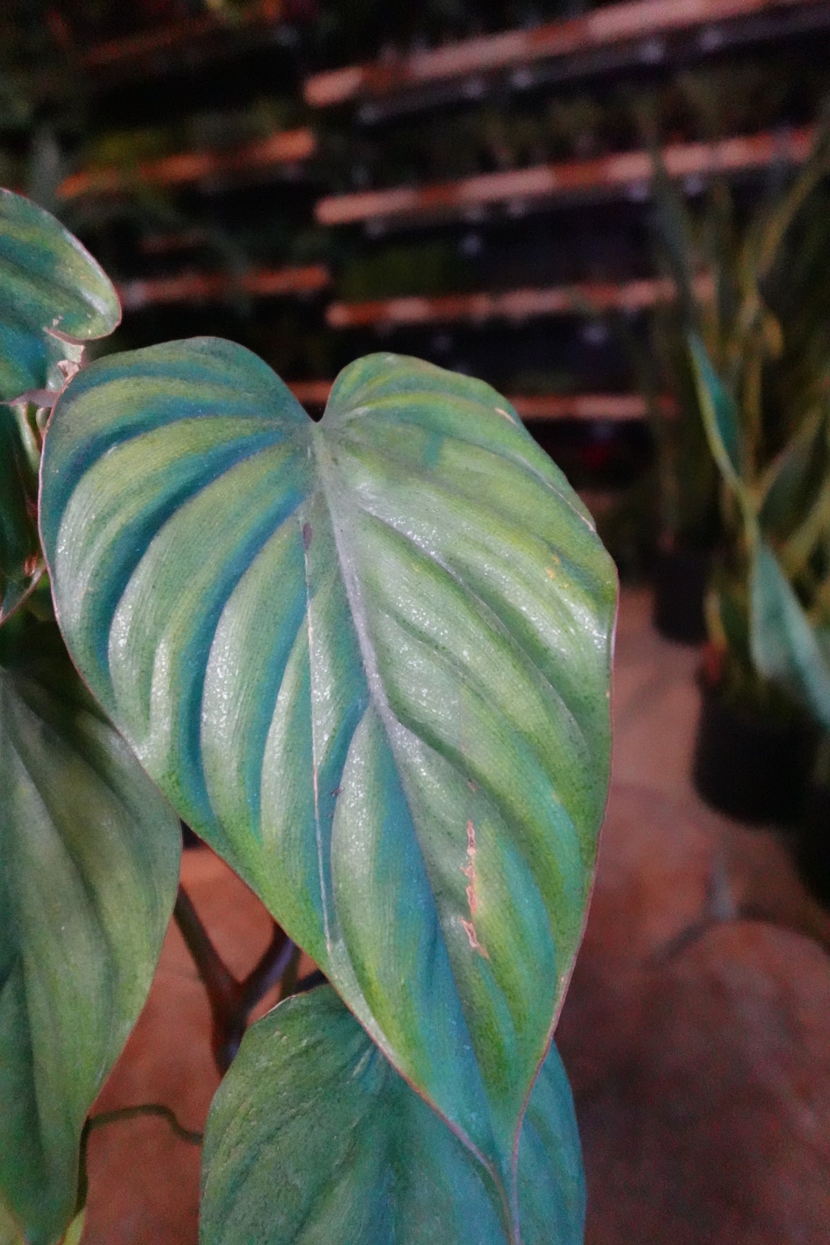 Philodendron Columbia 4"