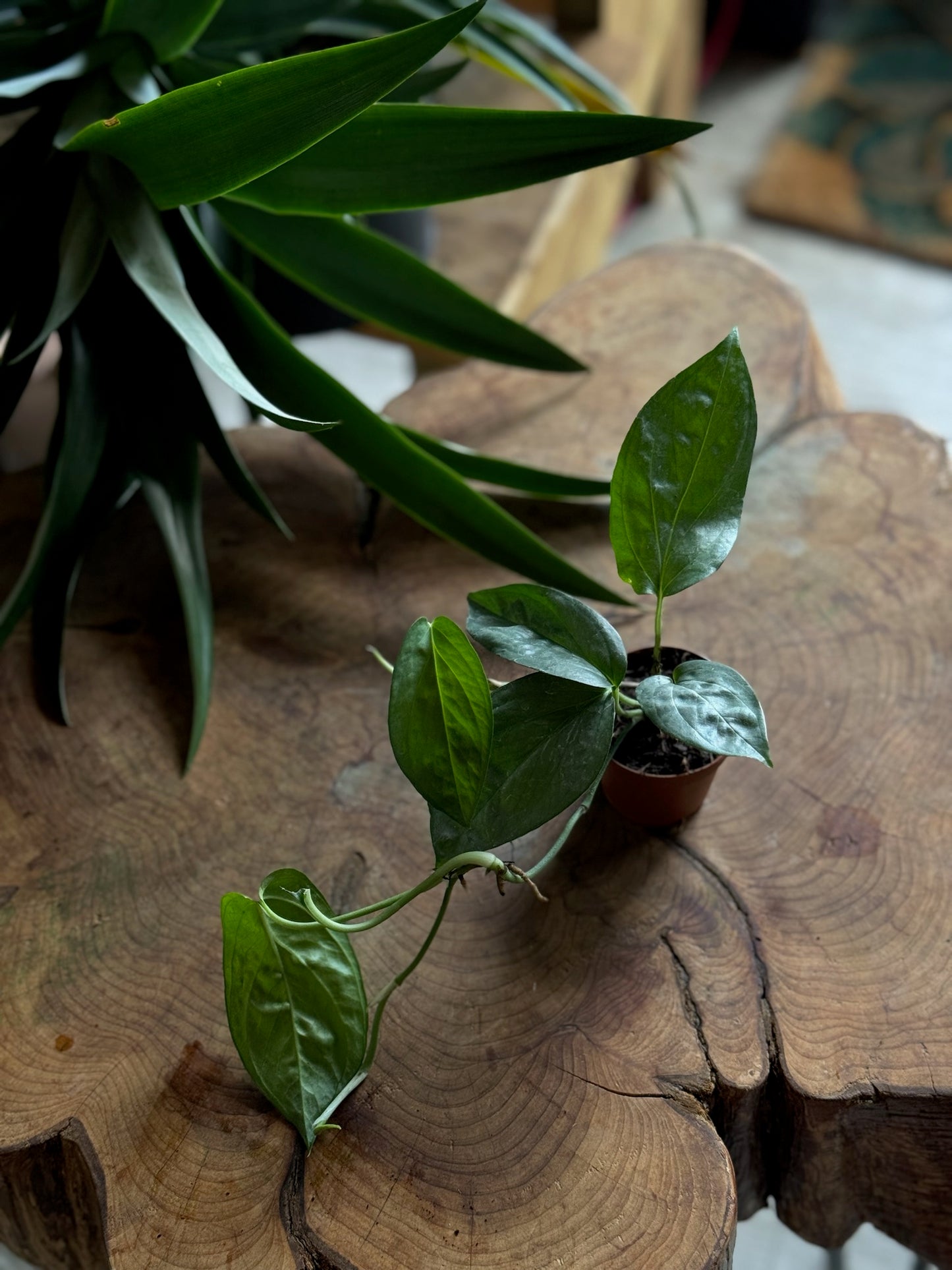 Amydrium Spiderman Monstera 2”