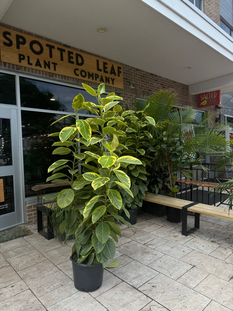 Ficus Altissima 14"