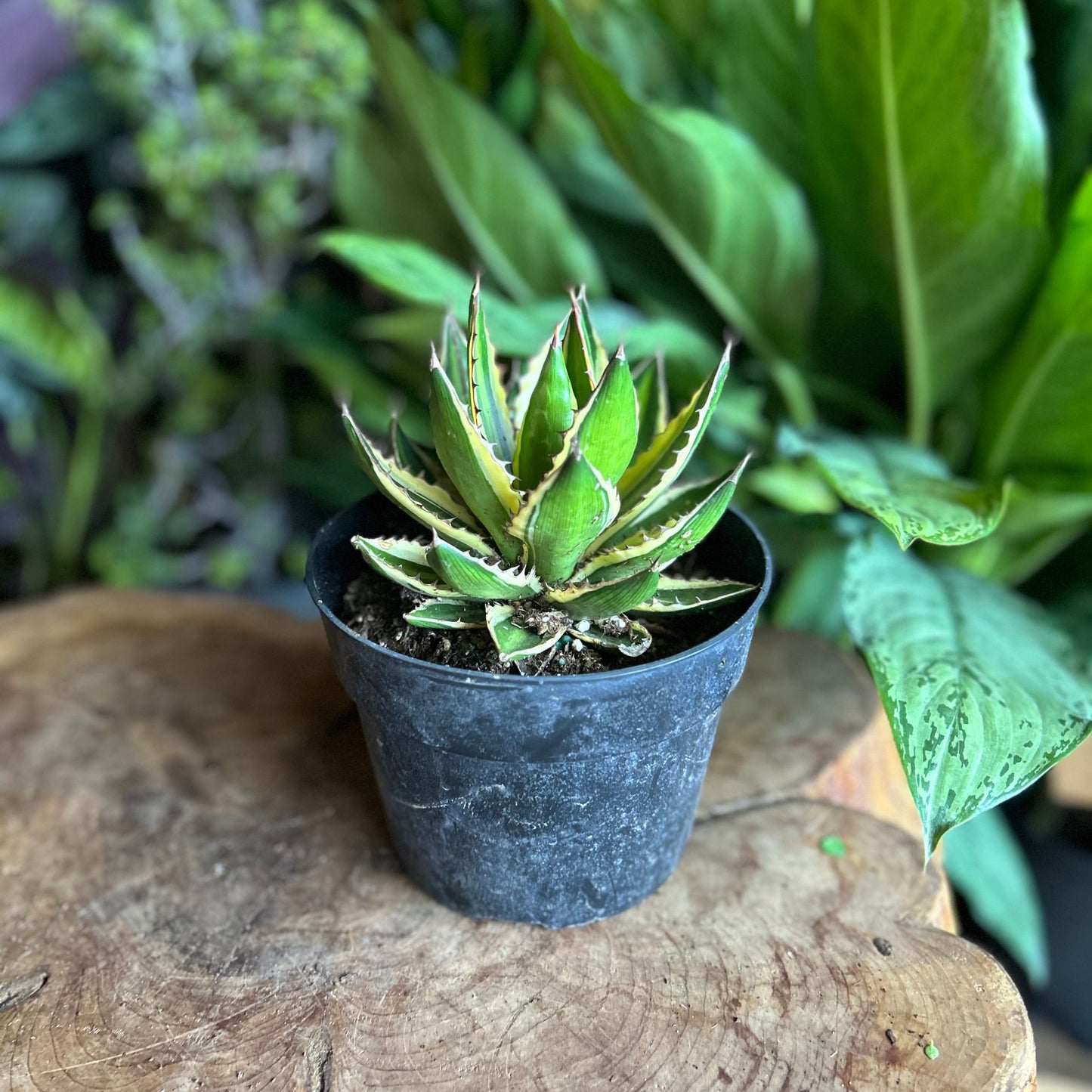 Agave Quadricolor 6"