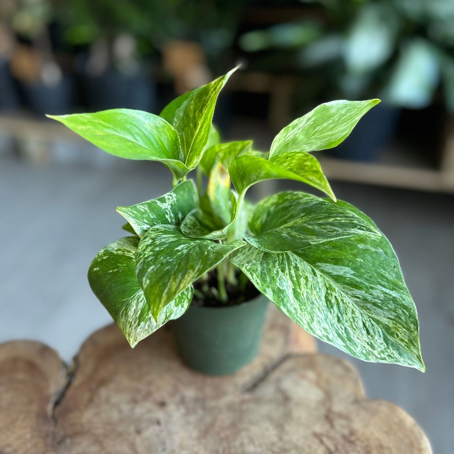 Marble Queen Pothos 4"