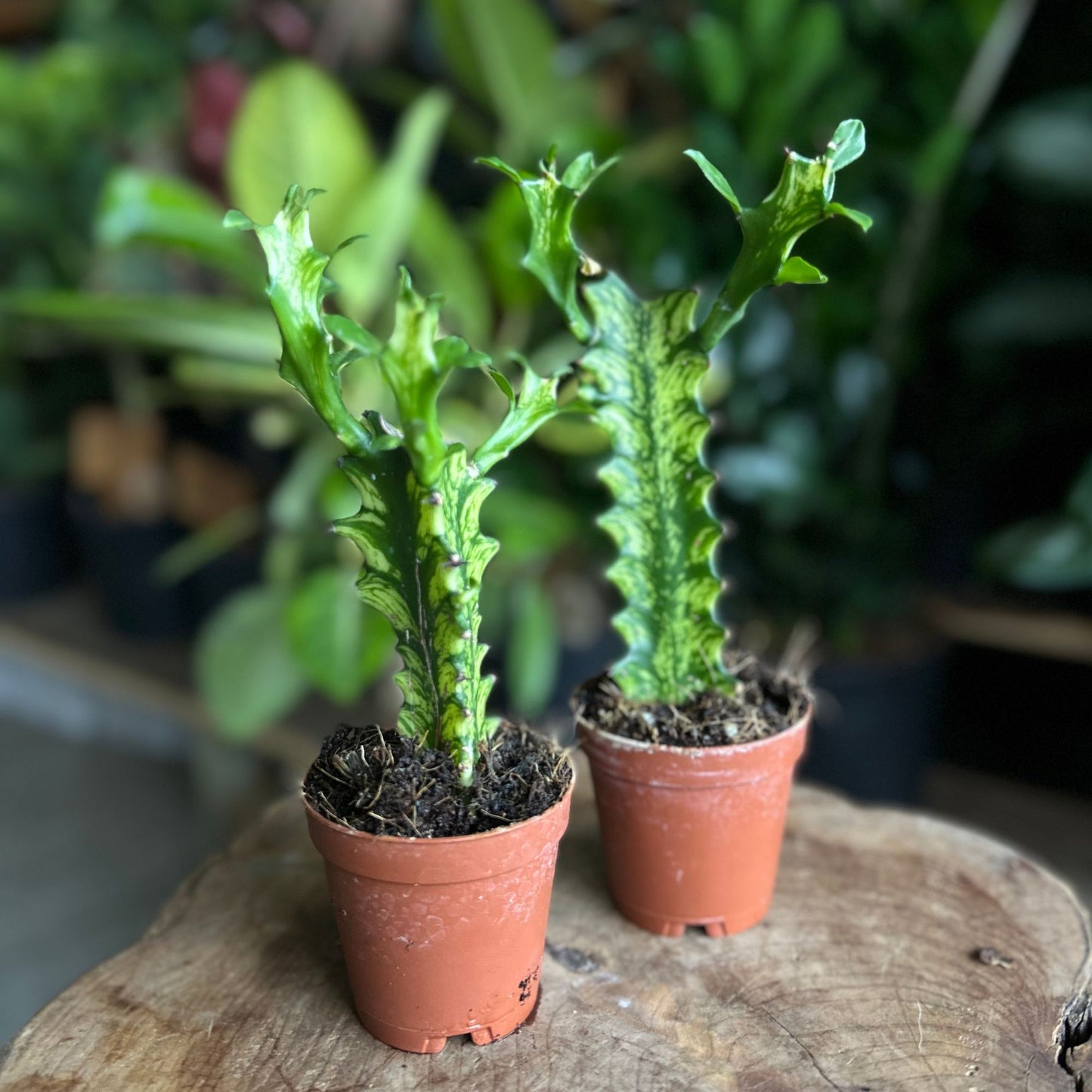 Euphorbia Trigona Mint Cream 2"