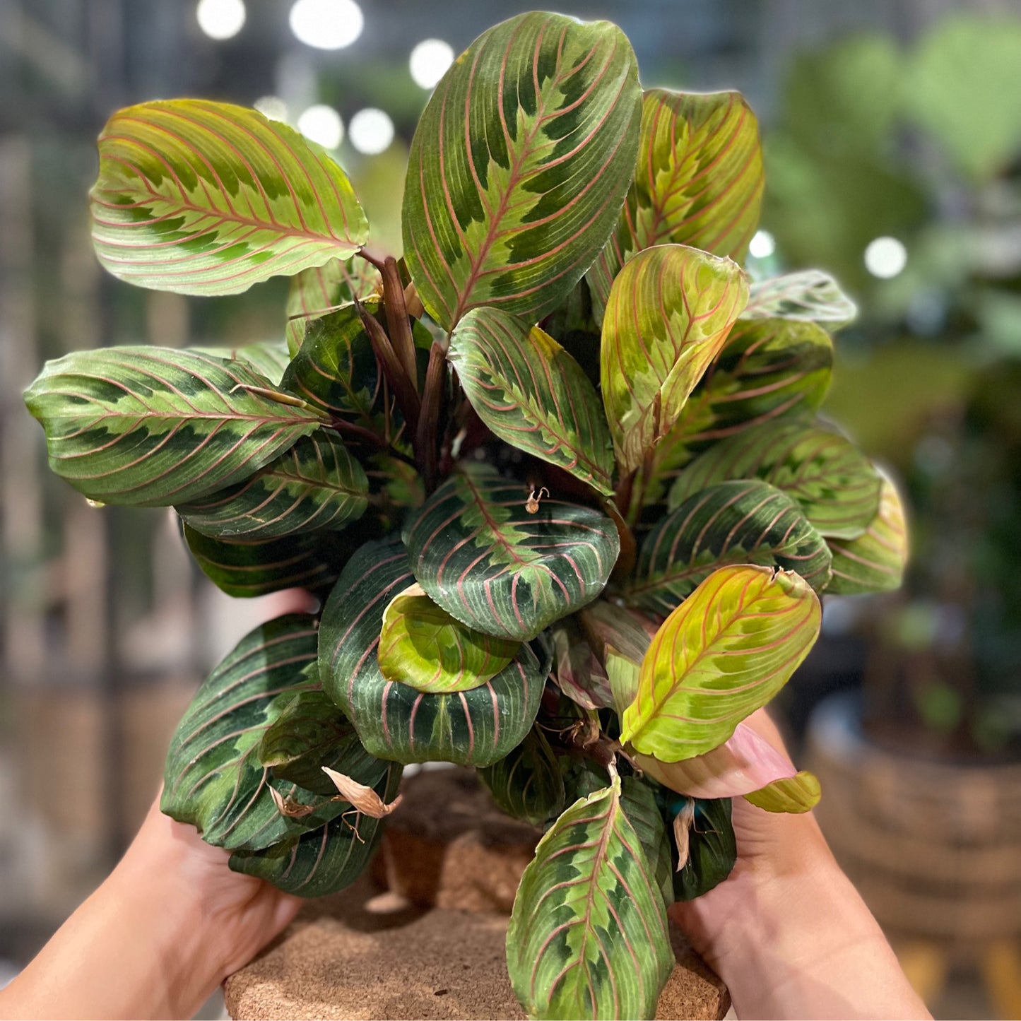 Prayer Maranta Red 6"