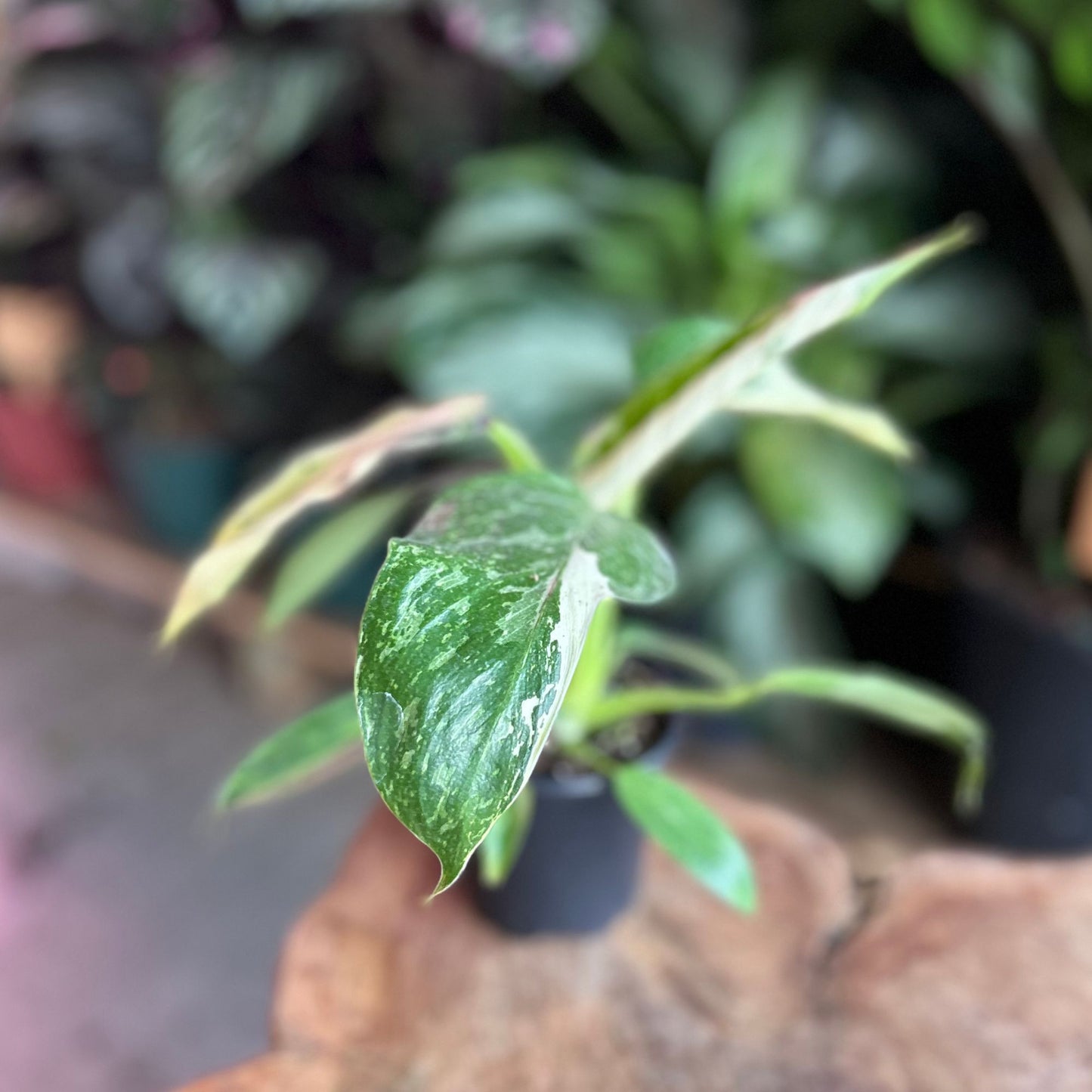 Philodendron Jose Buono 4"