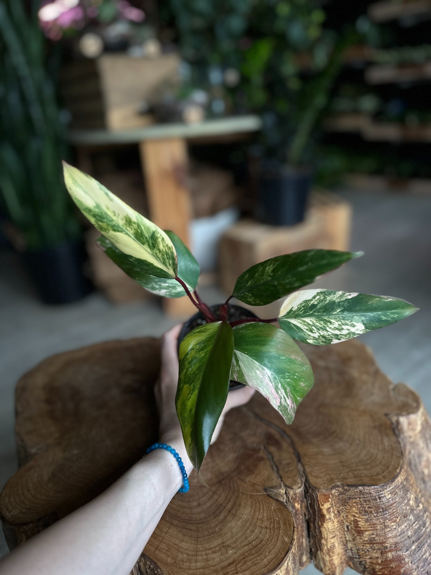 Philodendron Strawberry Shake 4"