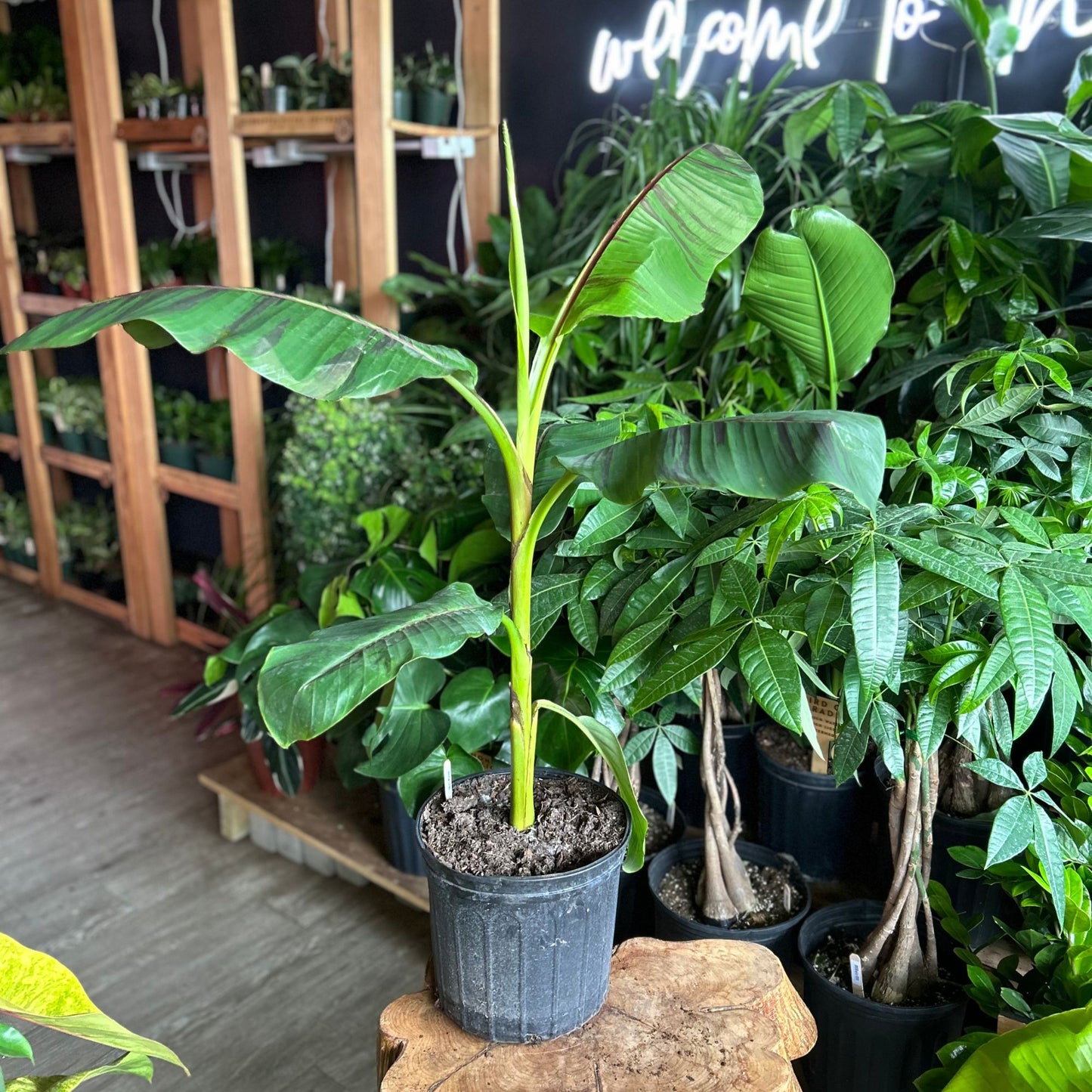 Musa Ever Red 10"