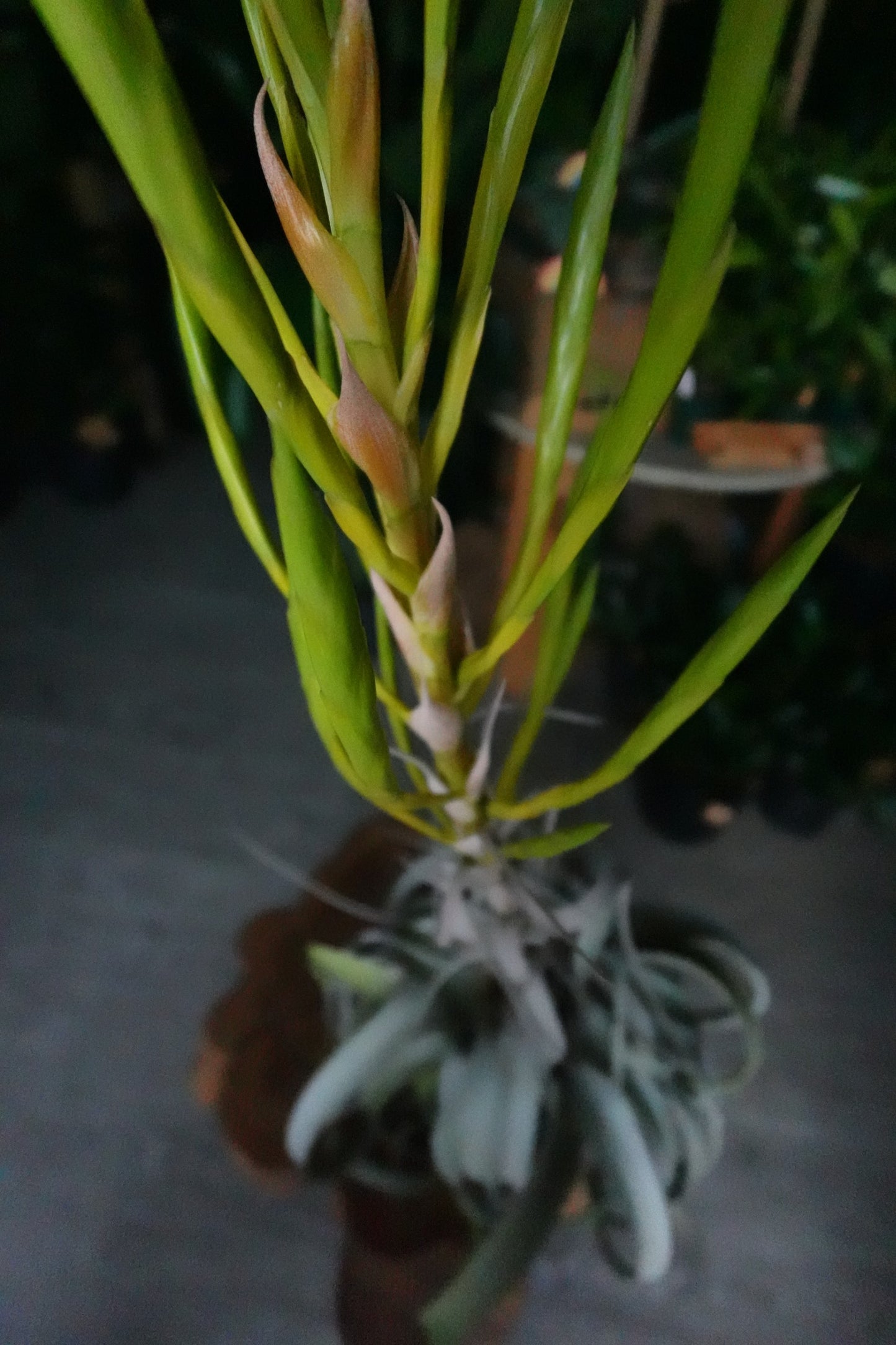 Tillandsia Xerographica Basket 7”