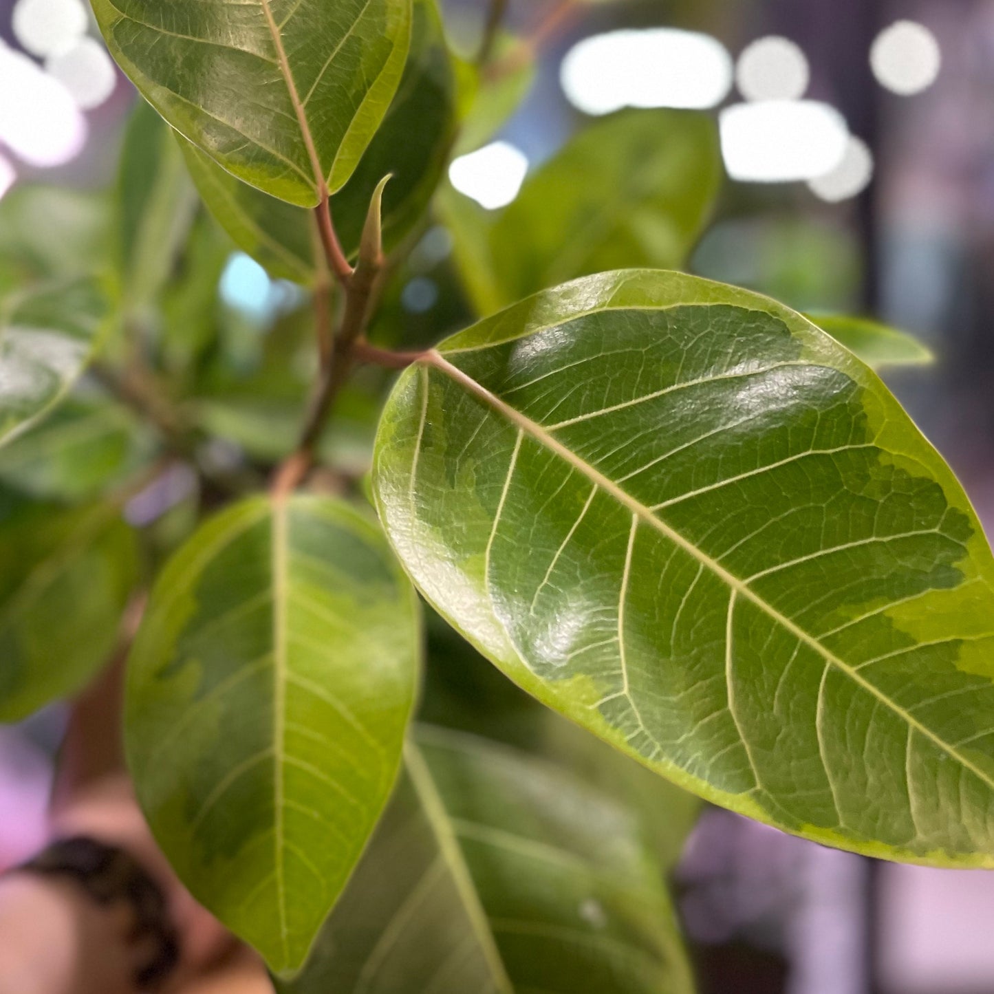 Ficus Altissima 6"