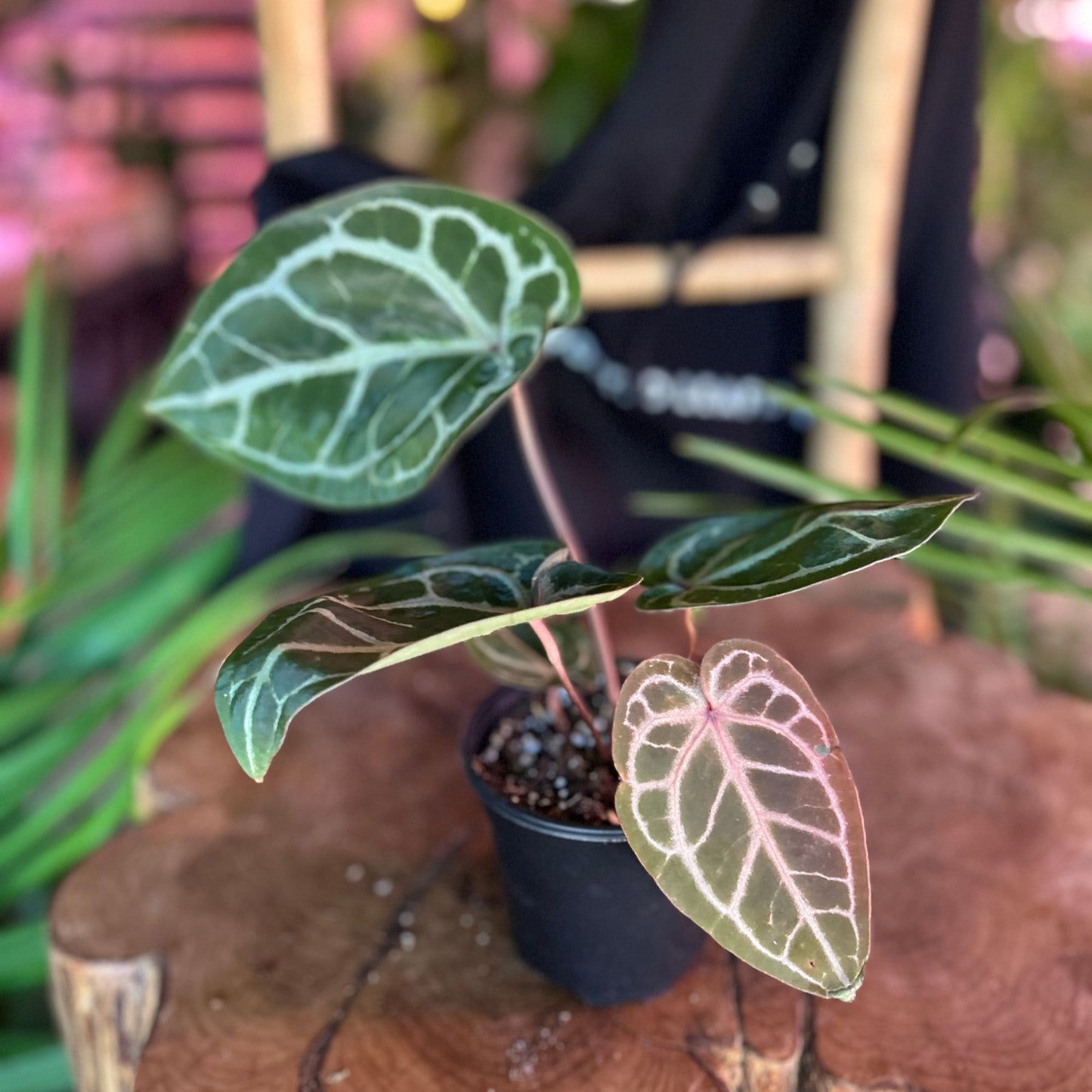 Anthurium Red Crystallinum x SKG Silver 4"
