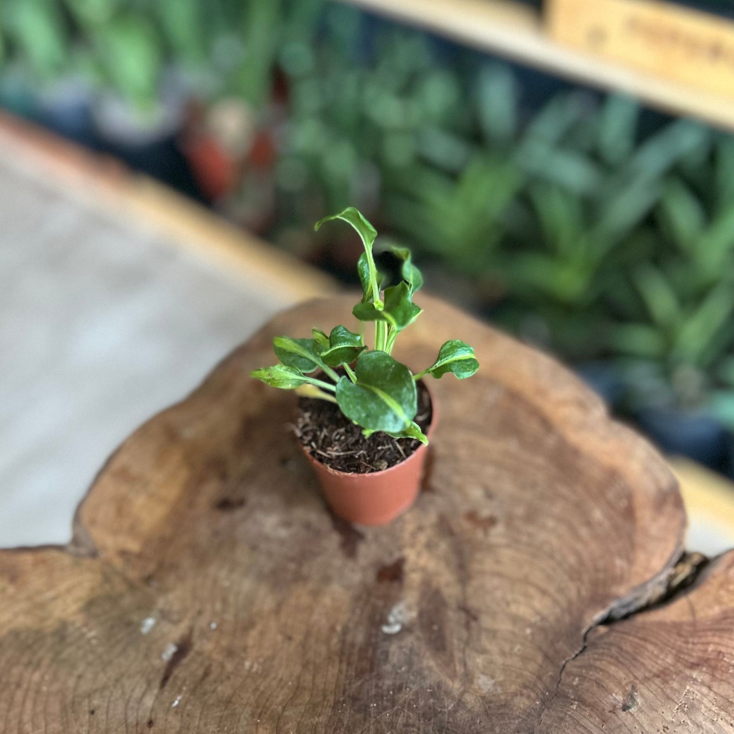 Philodendron Xanadu Variegated 2"