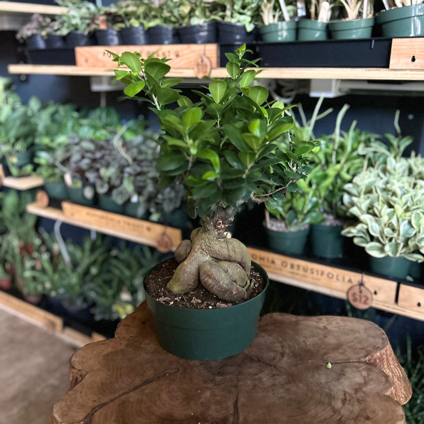 Ficus Ginseng 8"