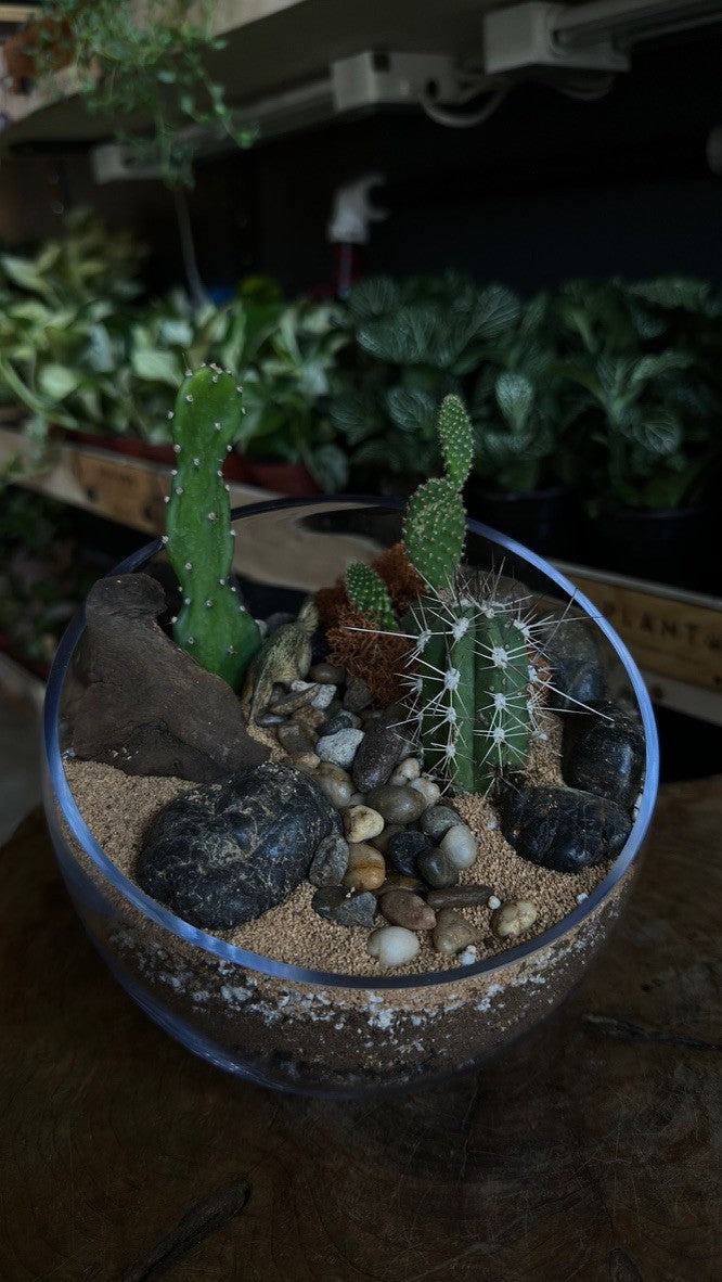 Plant + Sip: desert open terrarium building friday 6/19