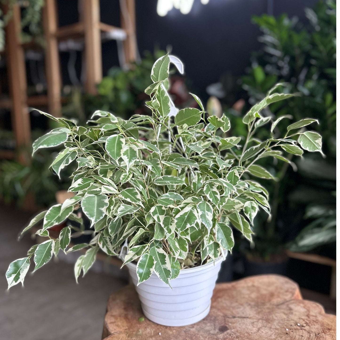 Ficus Benjamina Starlight 8" HB