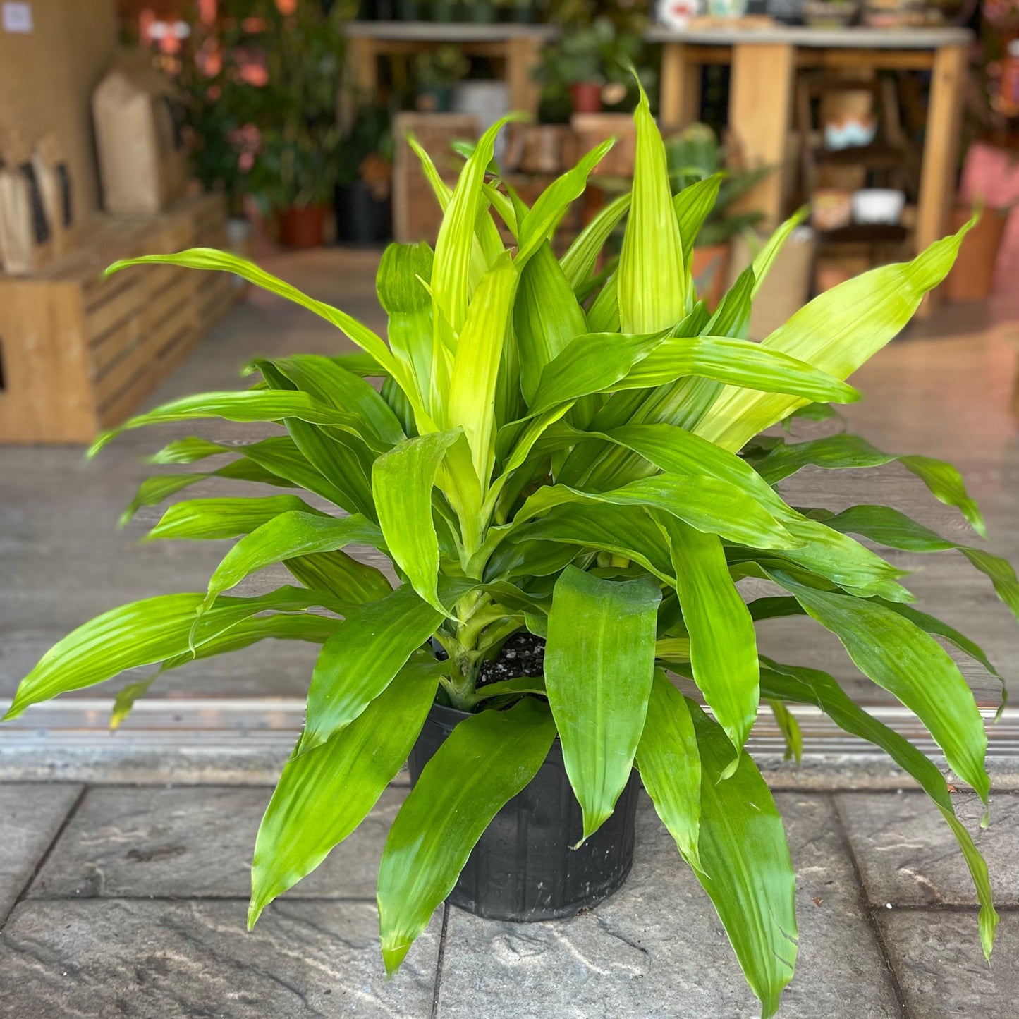 Dracaena Limelight Janet Craig 10”