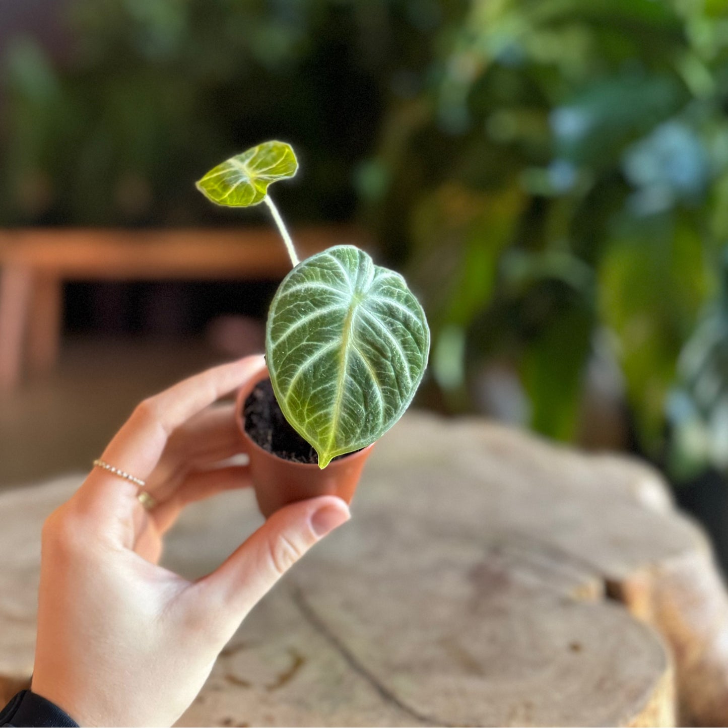 Alocasia Ninja 2”