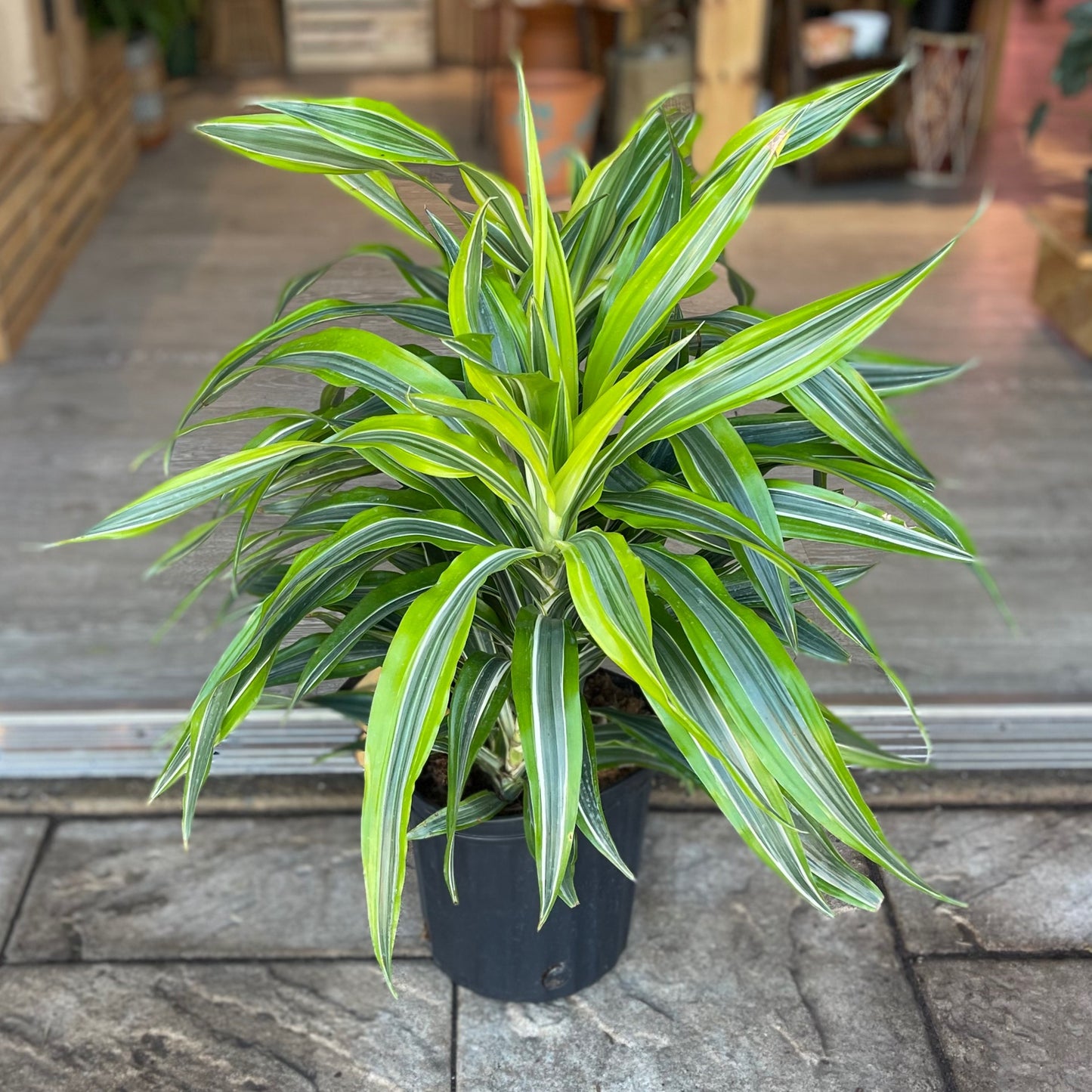 Dracaena Warneckii Lemon Lime 8"