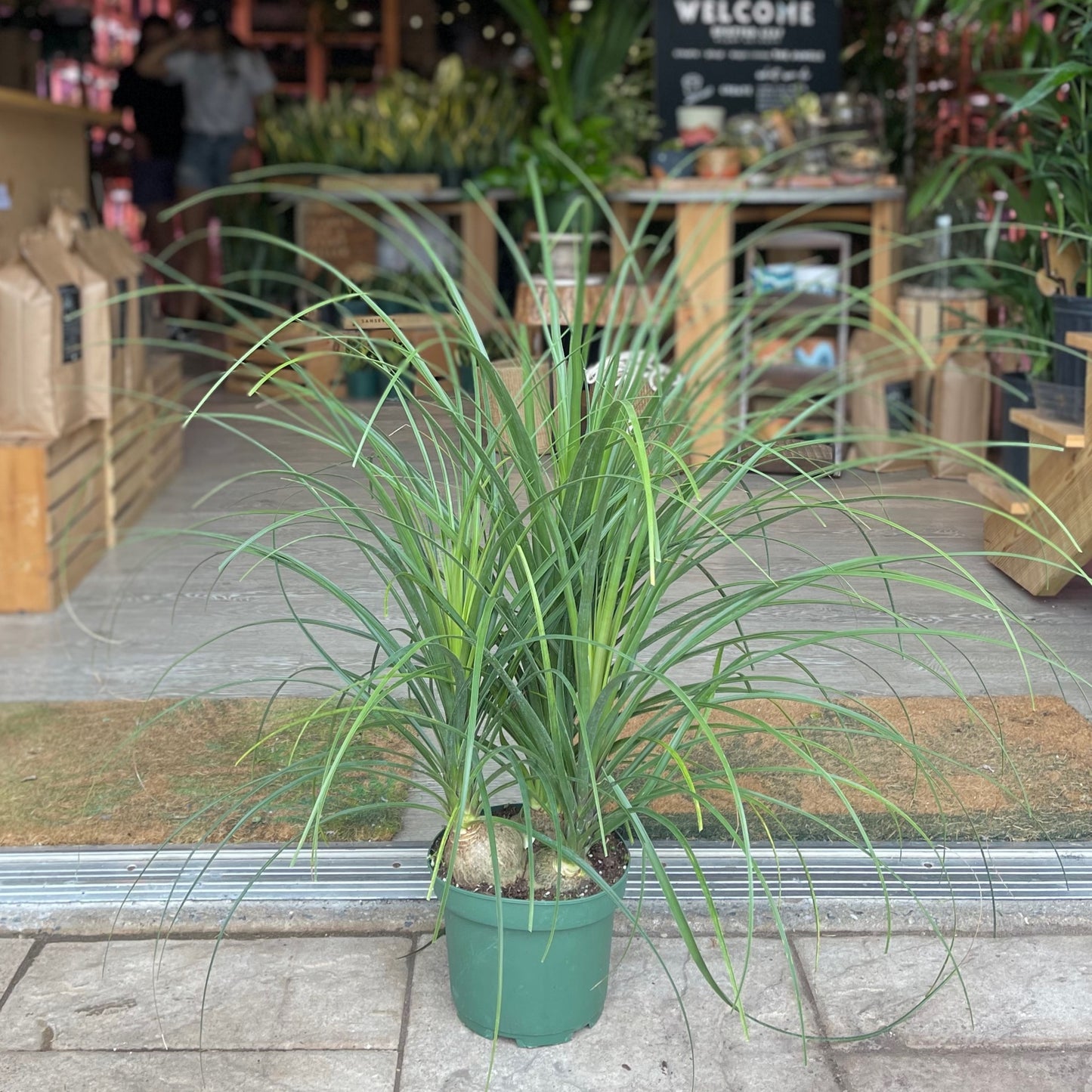Ponytail Palm 8"