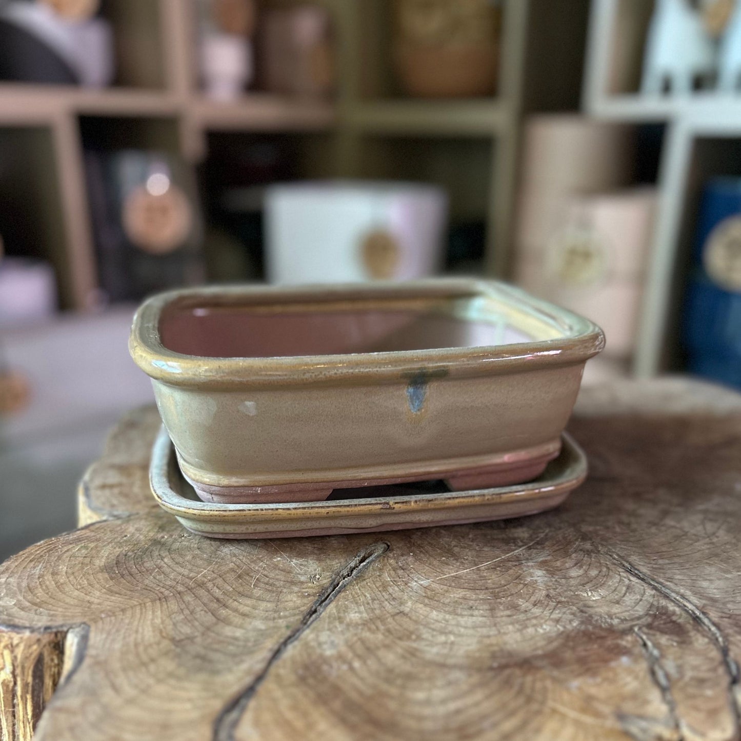 Bonsai Pot 6"
