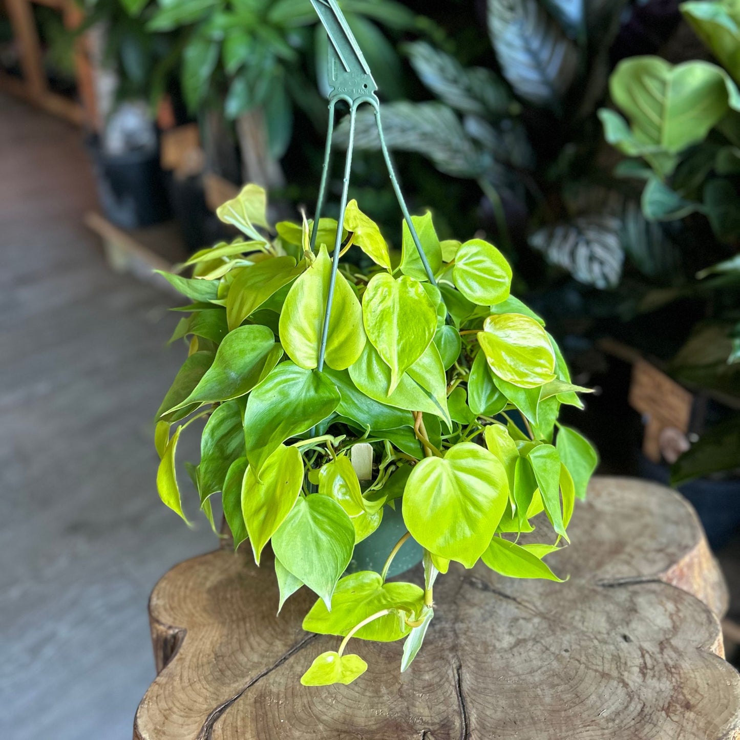 Philodendron Heartleaf Lemon HB 8"