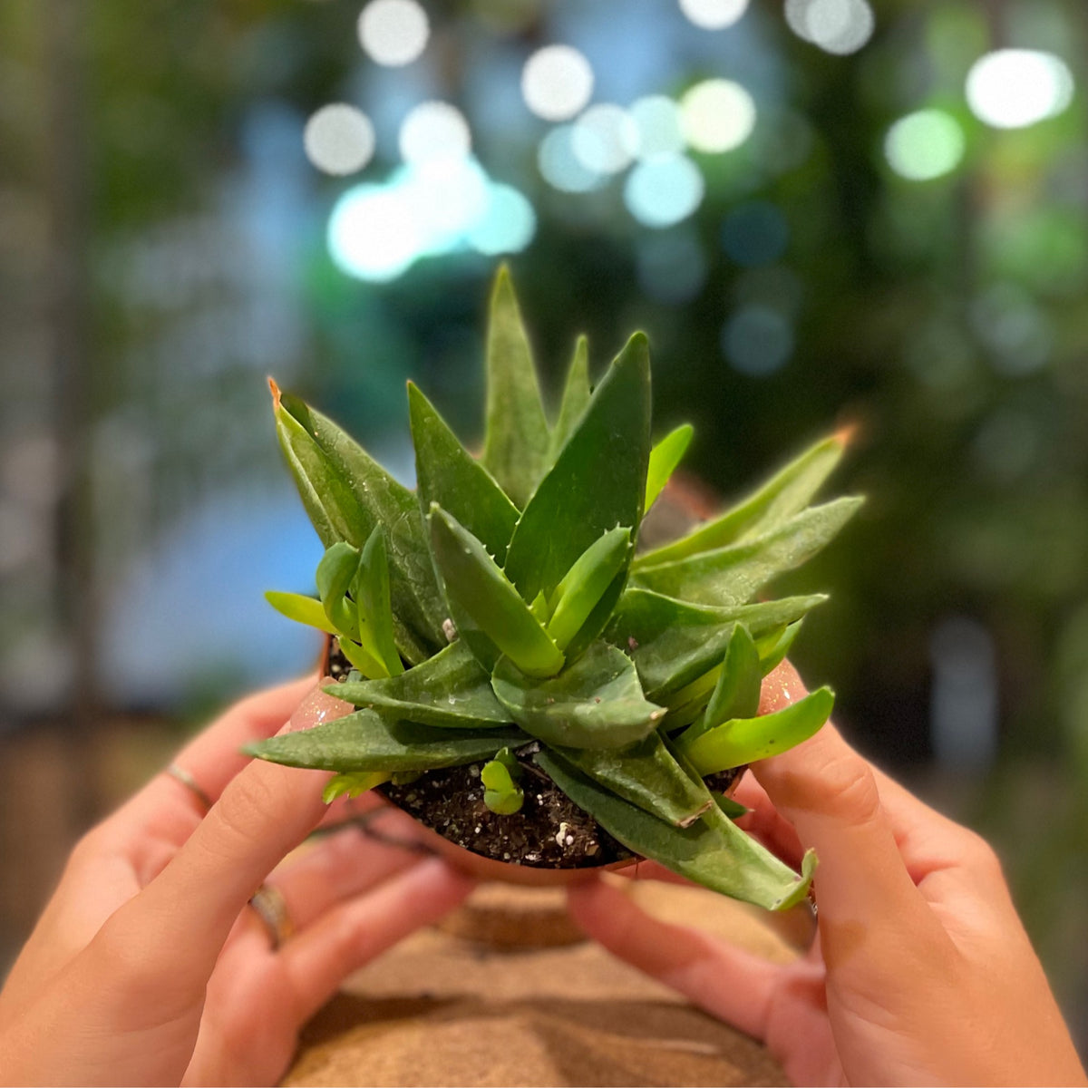 Haworthia 4"