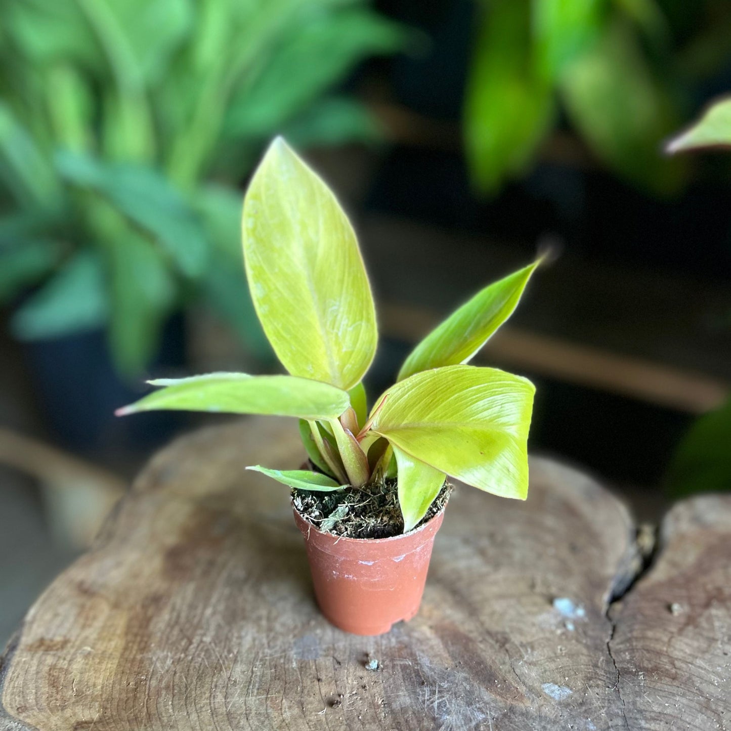 Philodendron Sun Red 2”