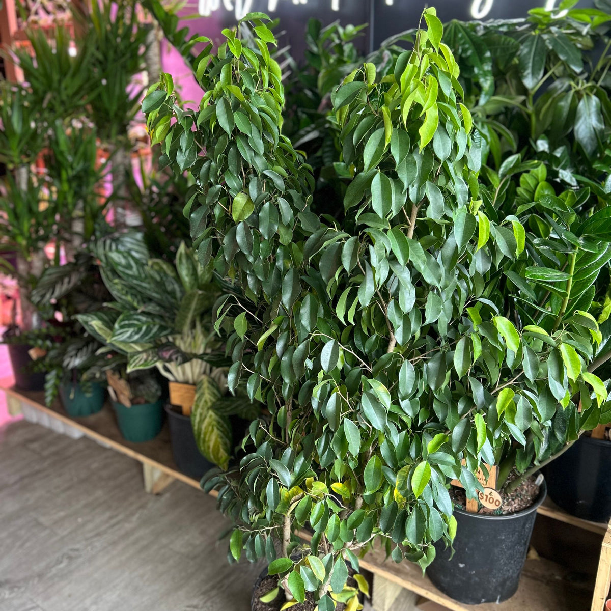 Ficus Benjamina 8"