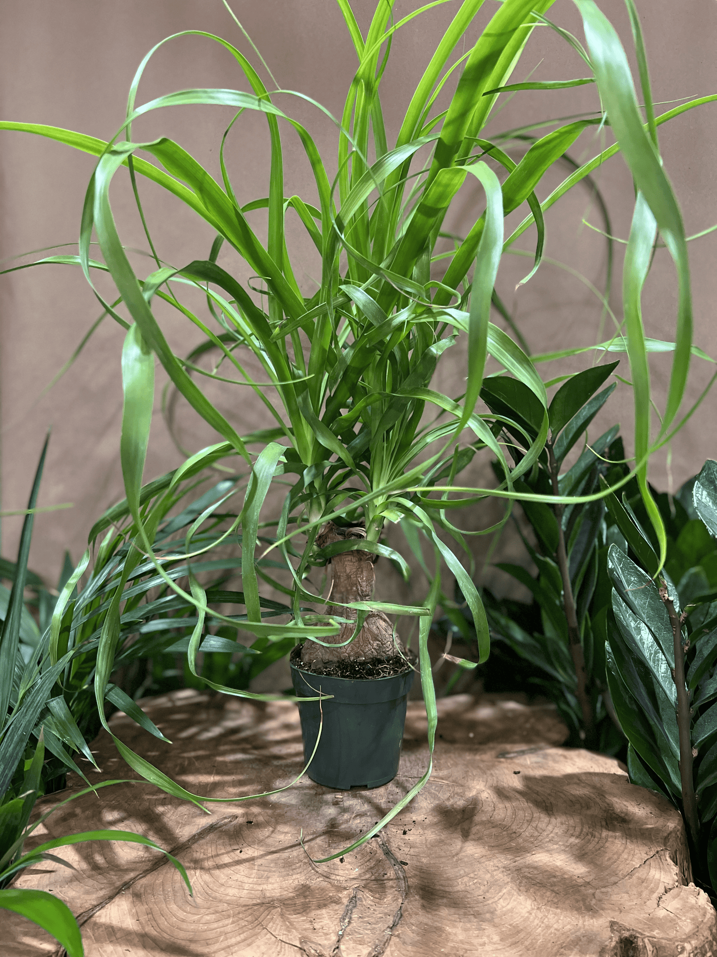 Ponytail Palm 4"