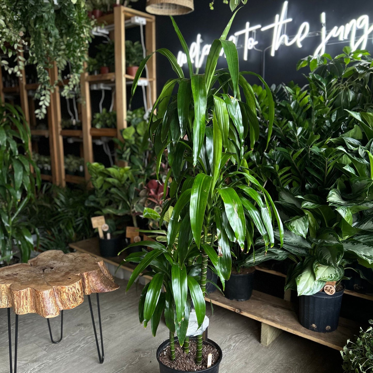 Dracaena Lisa 3-2-1 10”