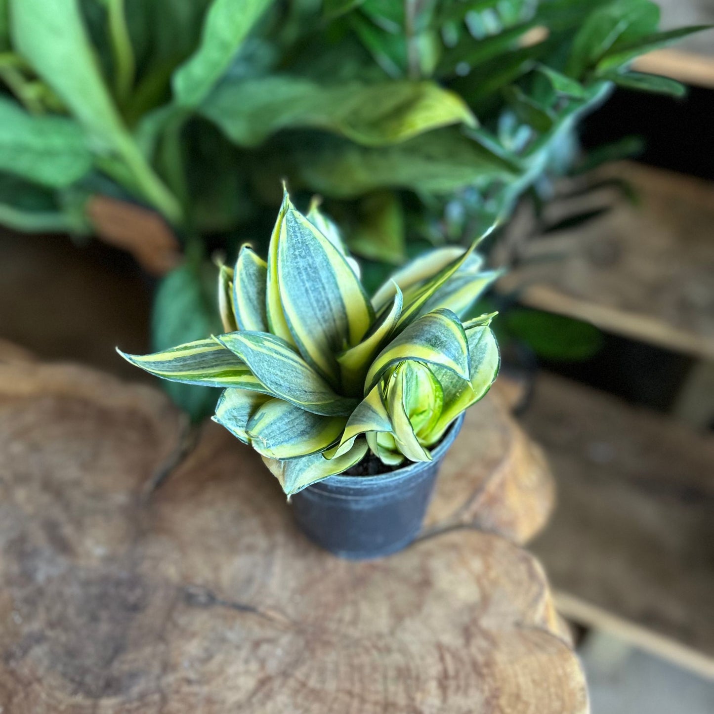 Sansevieria Star Power 5"