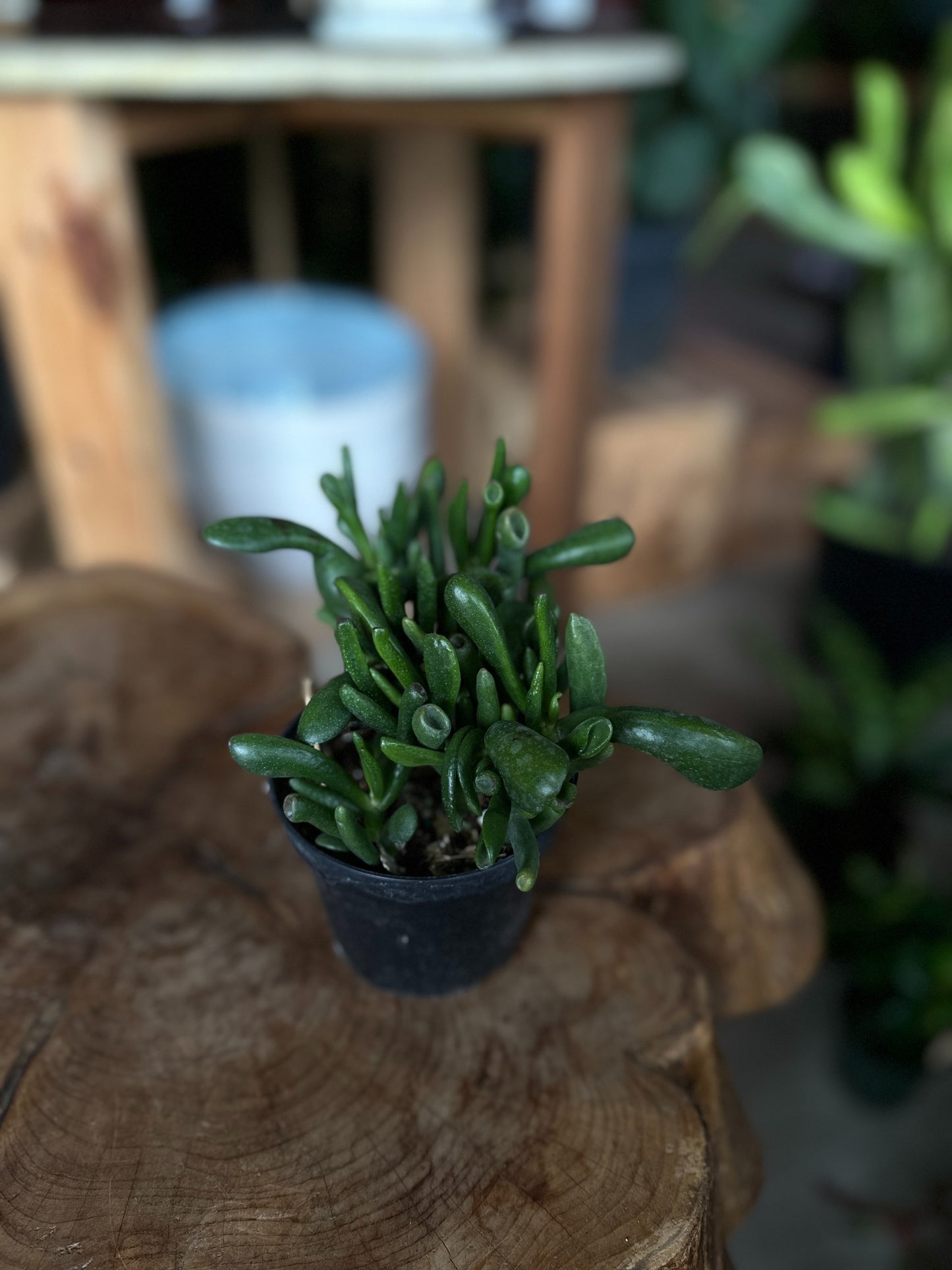 Crassula Hobbit 4"