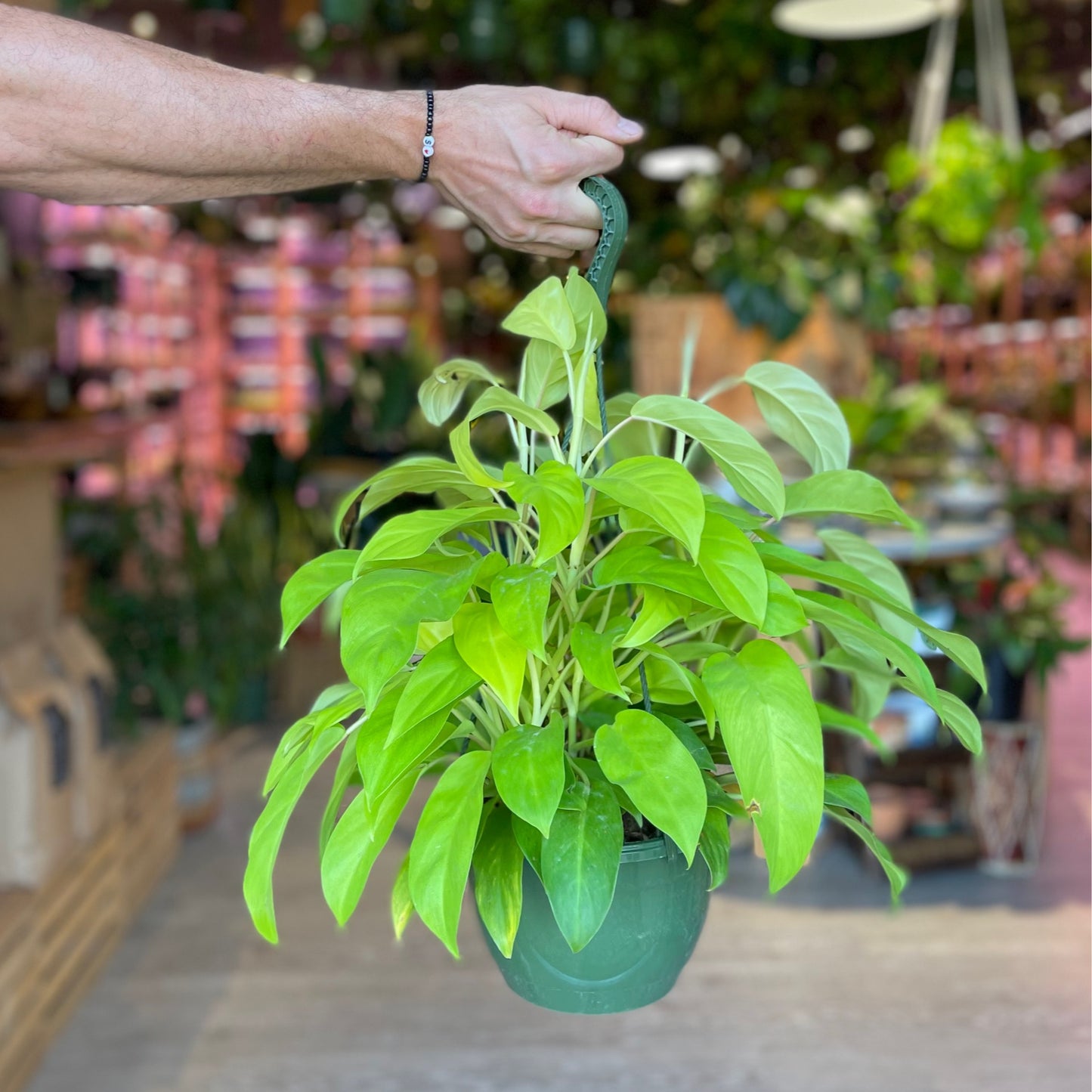Philodendron Lemon Lime 8” HB