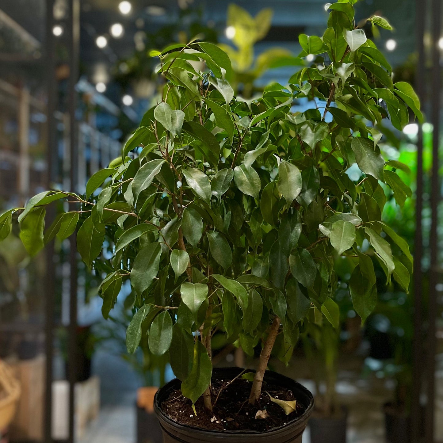 Ficus Benjamina 10"