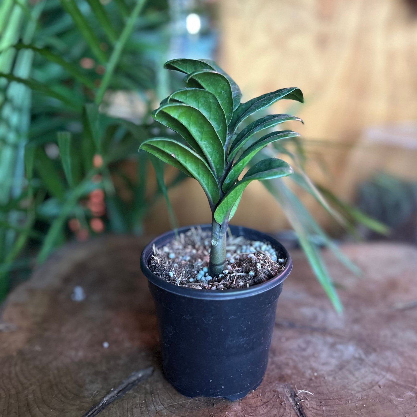 ZZ Plant Zenzi 4"