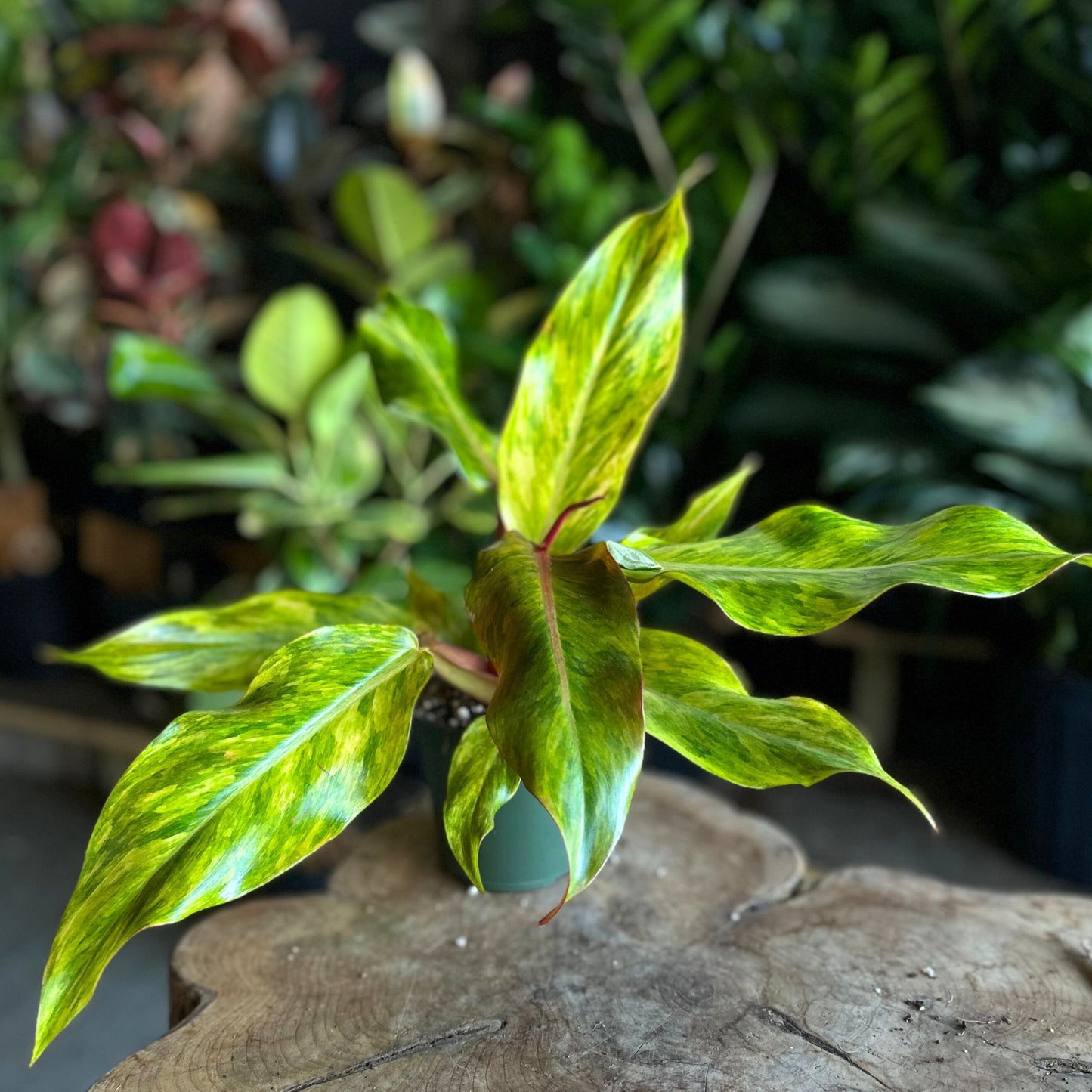 Philodendron Orange Marmalade 4"