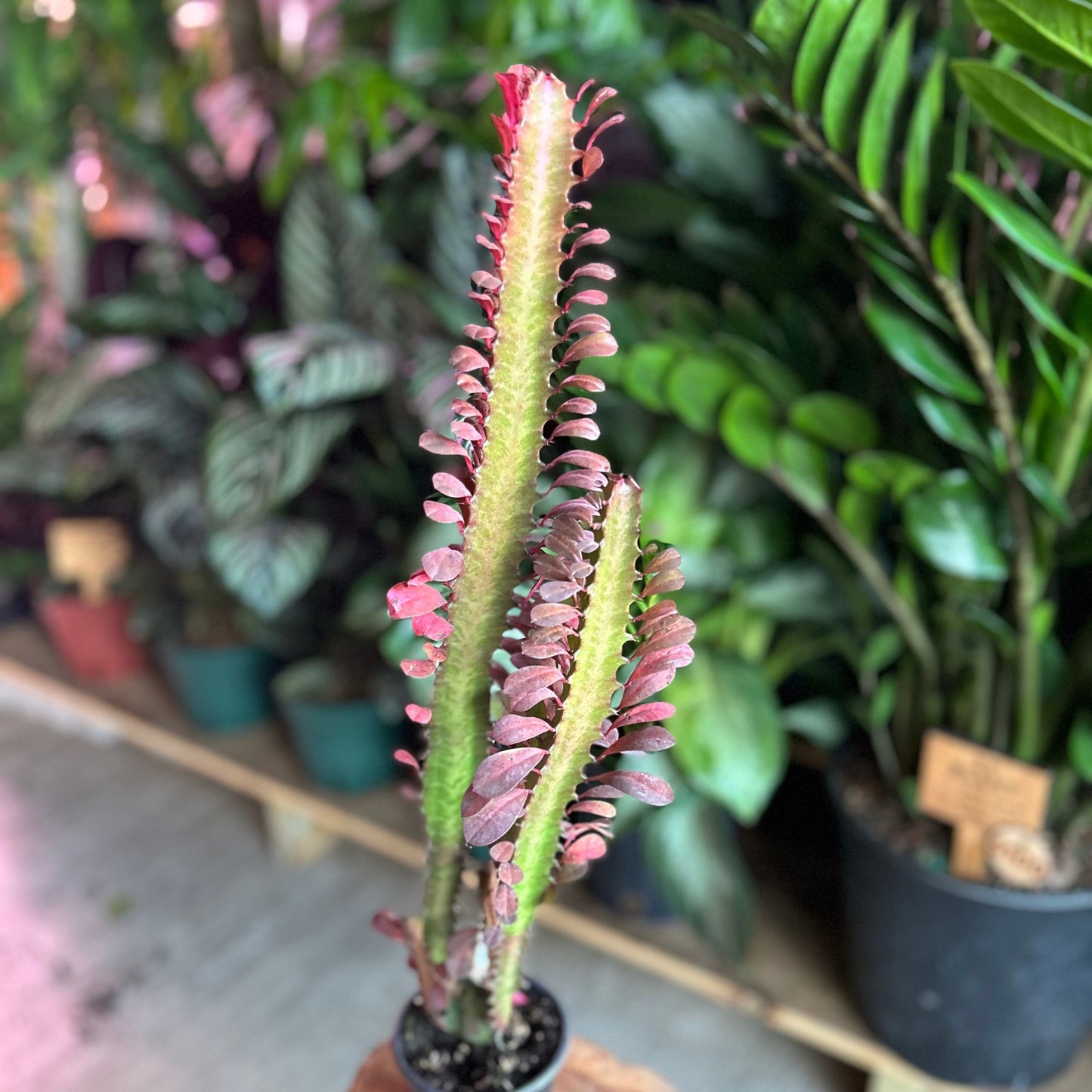Euphorbia Trigona Rubra 4"
