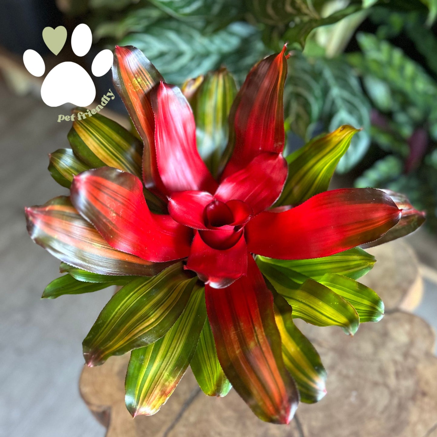 Neoregelia Freddy 6"