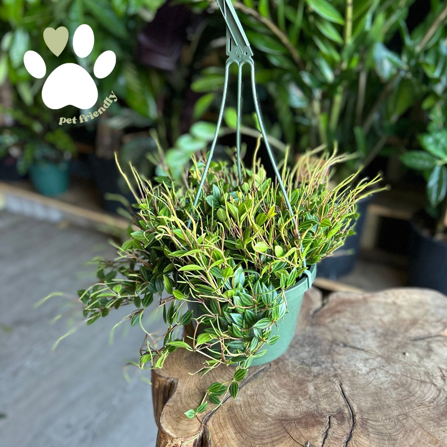 Peperomia Funky Frog 8" HB