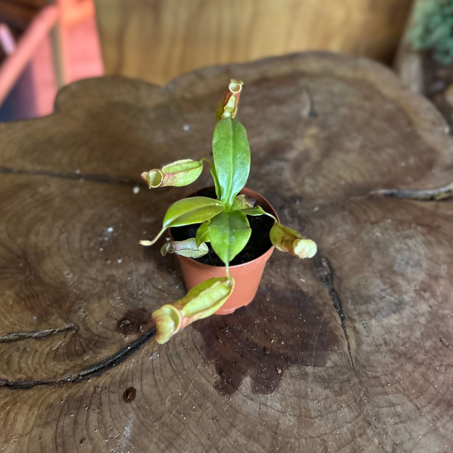 Nepenthes St Gaya (Pitcher Plant)
