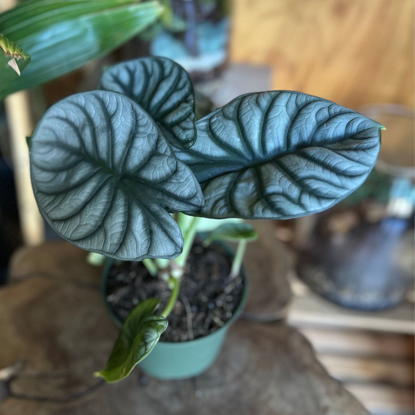 Alocasia Silver Dragon 6”