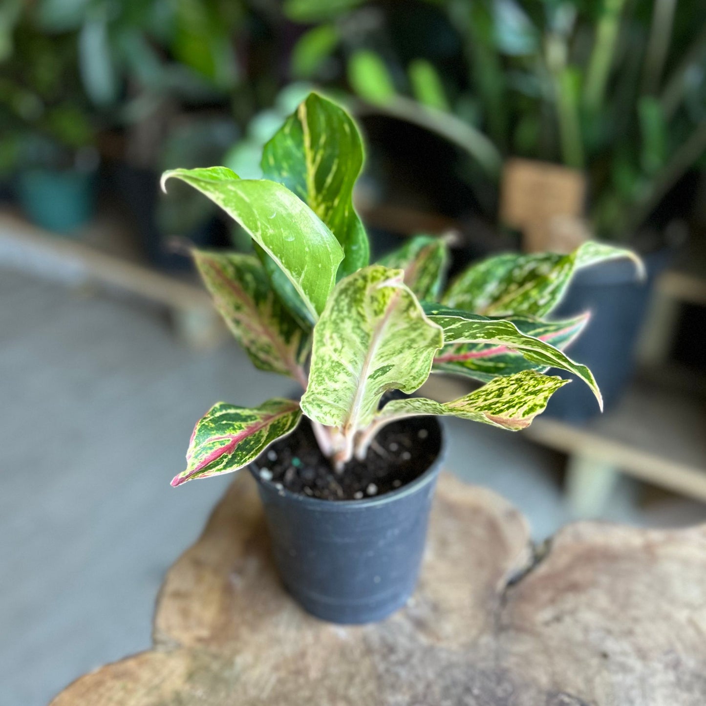 Aglaonema Dazzling Gem 5"