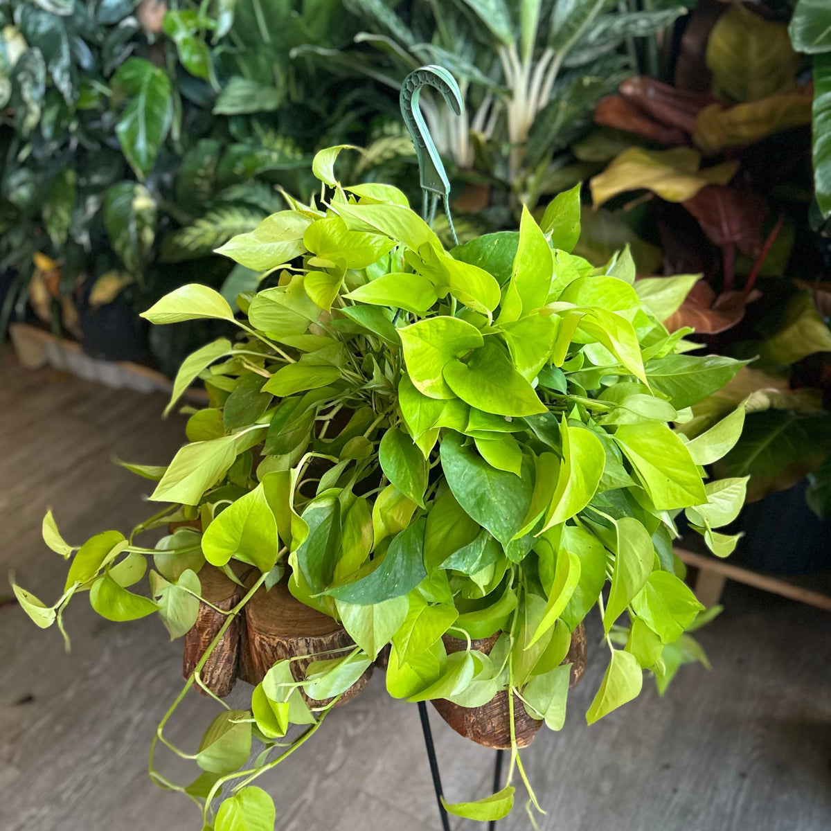 Neon Pothos 8" HB