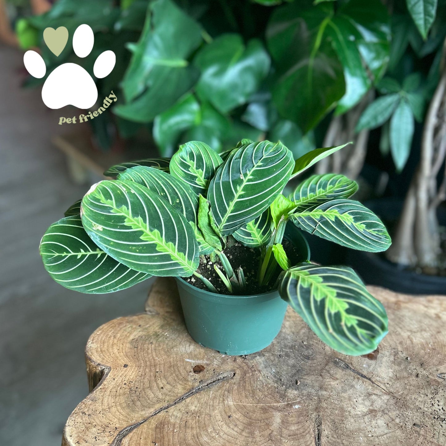Prayer Maranta Lemon Lime 6”