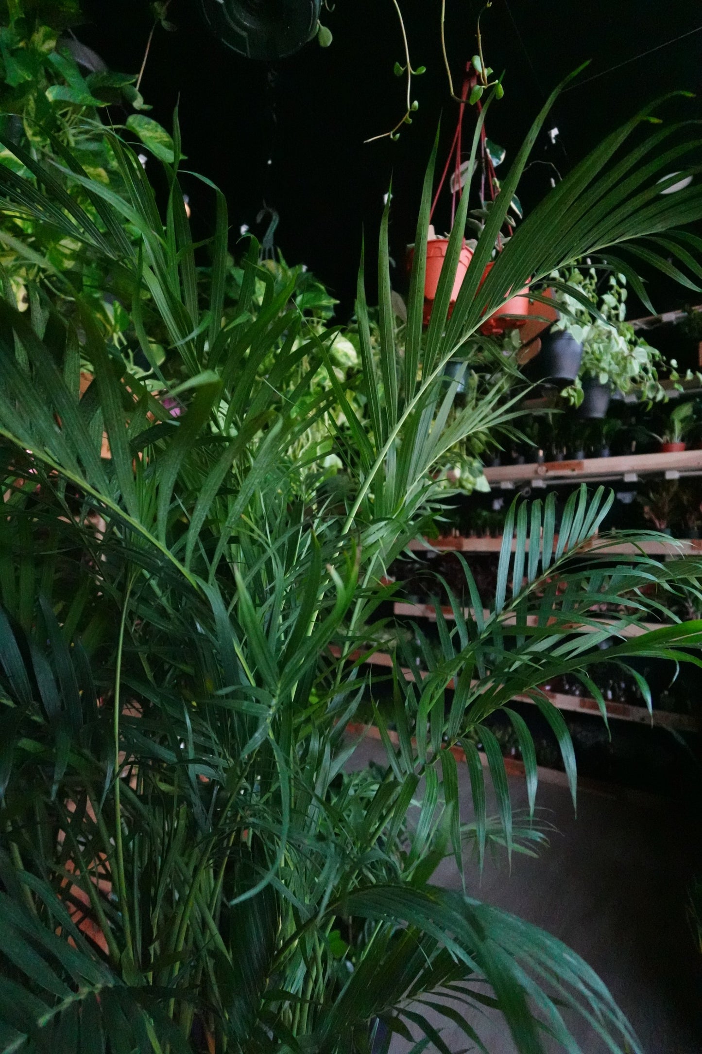 Cat Palm 10”
