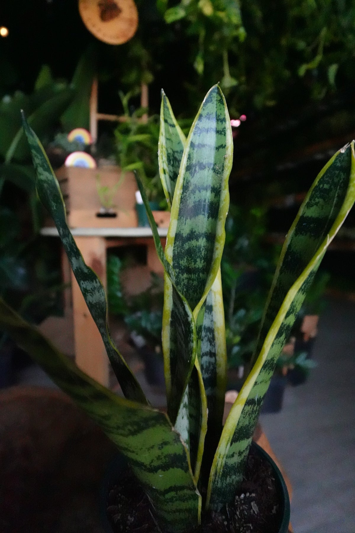 Sansevieria Laurentii (Snake Plant) 5"