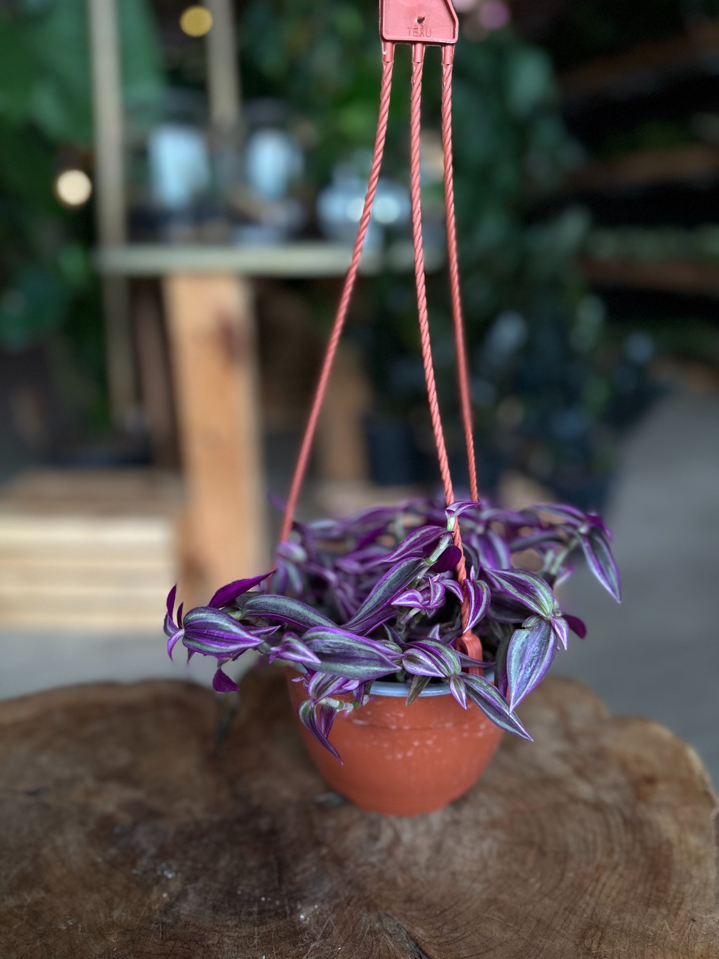 Tradescantia Pink Paradise 6" HB