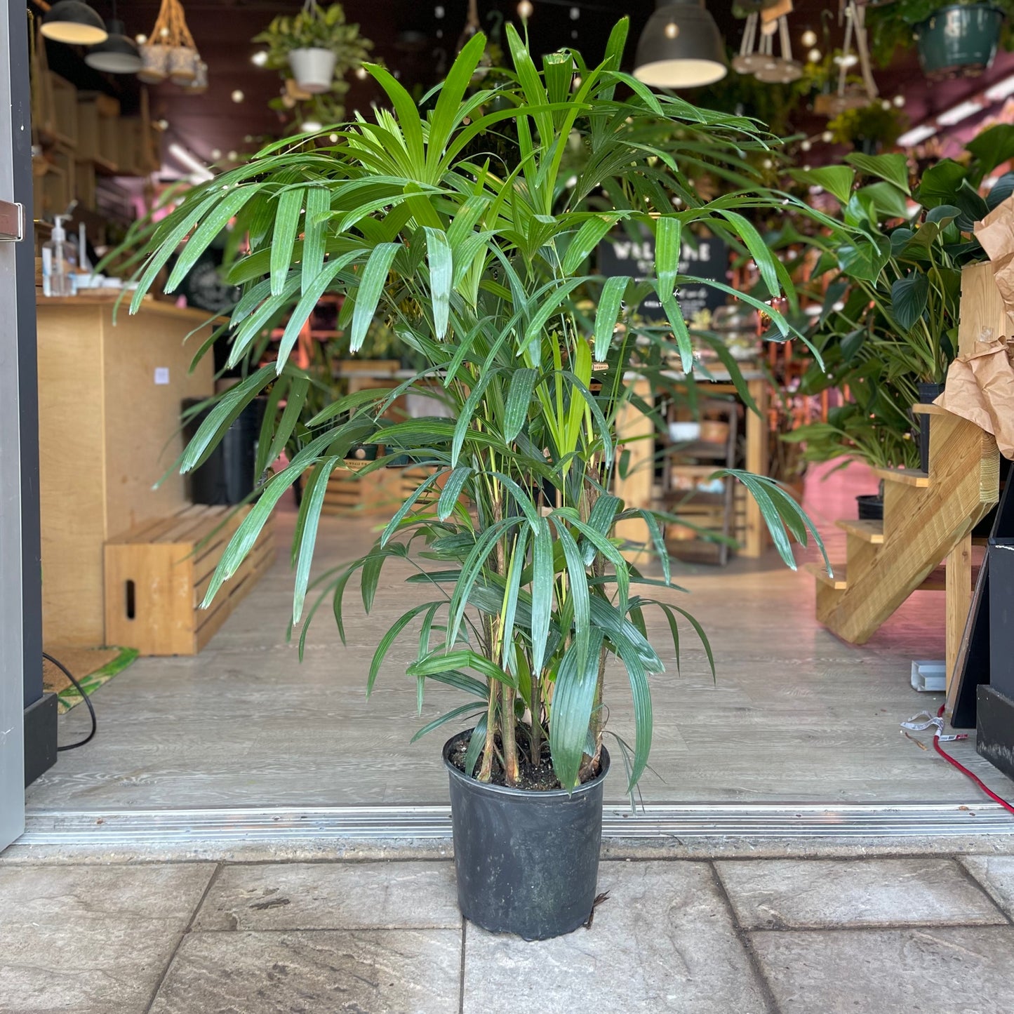 Lady Palm 10”